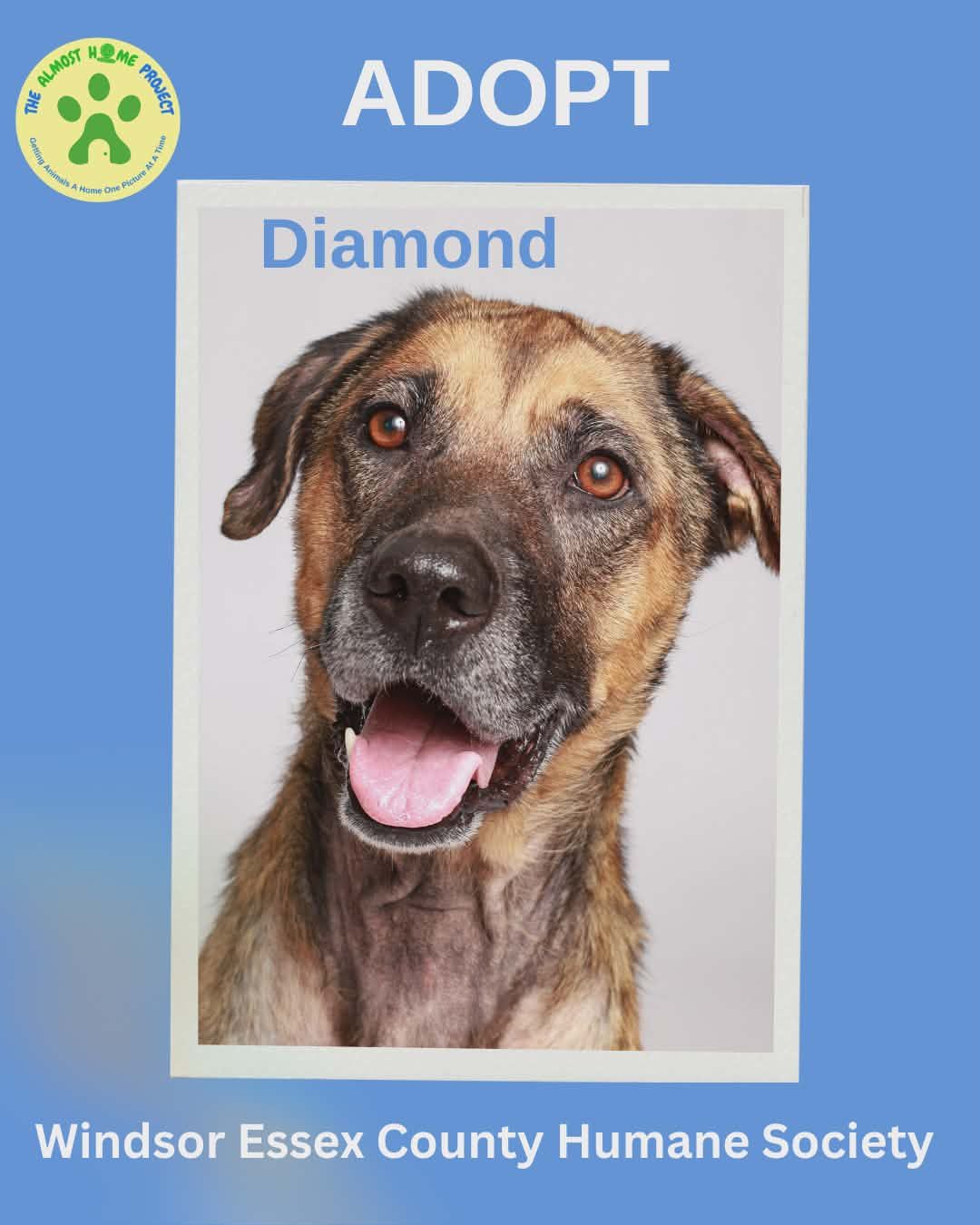 Example of an adoption photo for the Humane Society and the almost home project