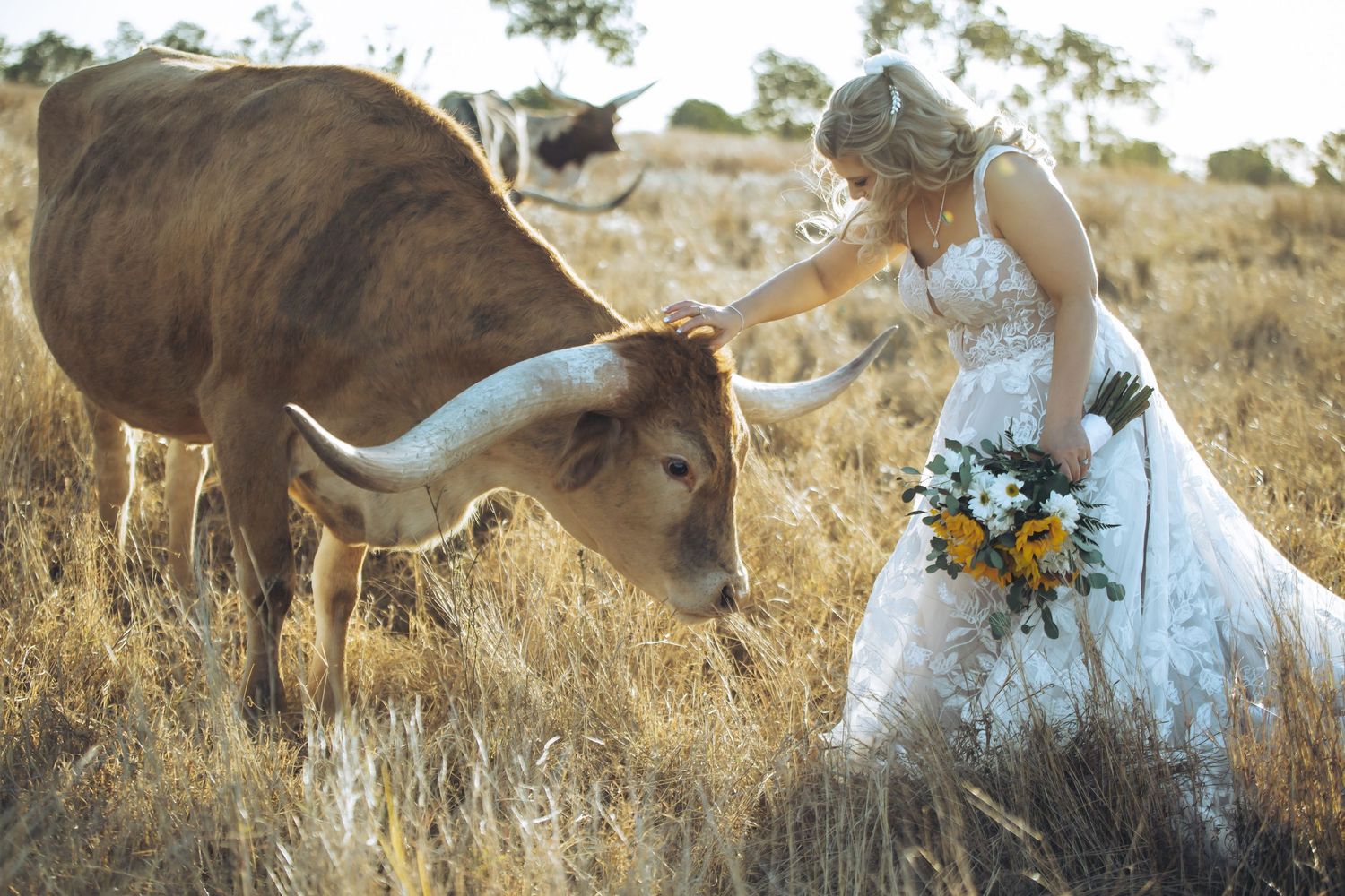 Bride in white dress feeds a longhorn cow in a rustic field setting. Long Horn, Charters Towers