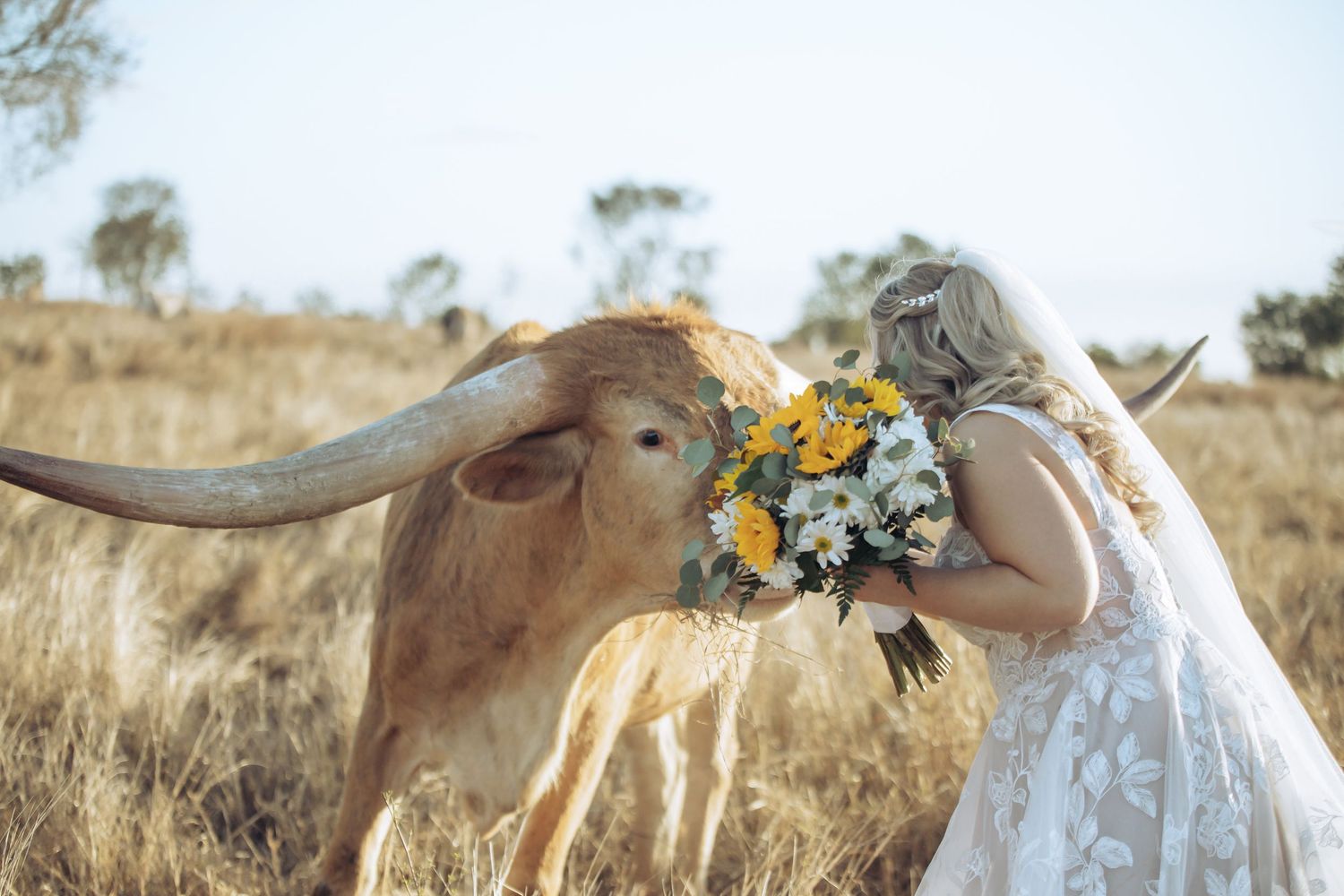 Bride in white lace dress shares a moment with a longhorn cow in a field. Long Horns Charters Towers