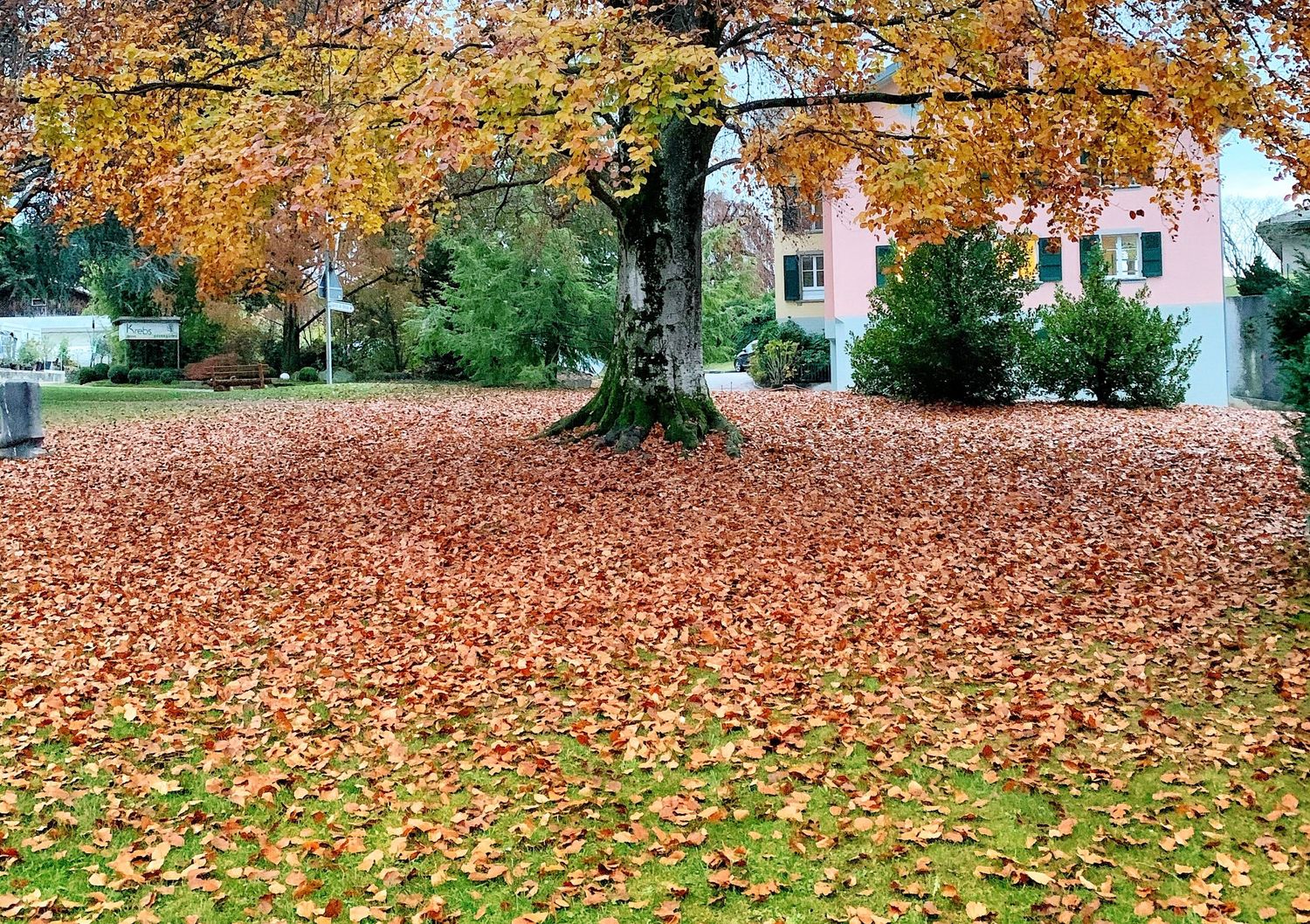 Fallen autumn leaves blanket a green lawn with trees and white buildings in the background.