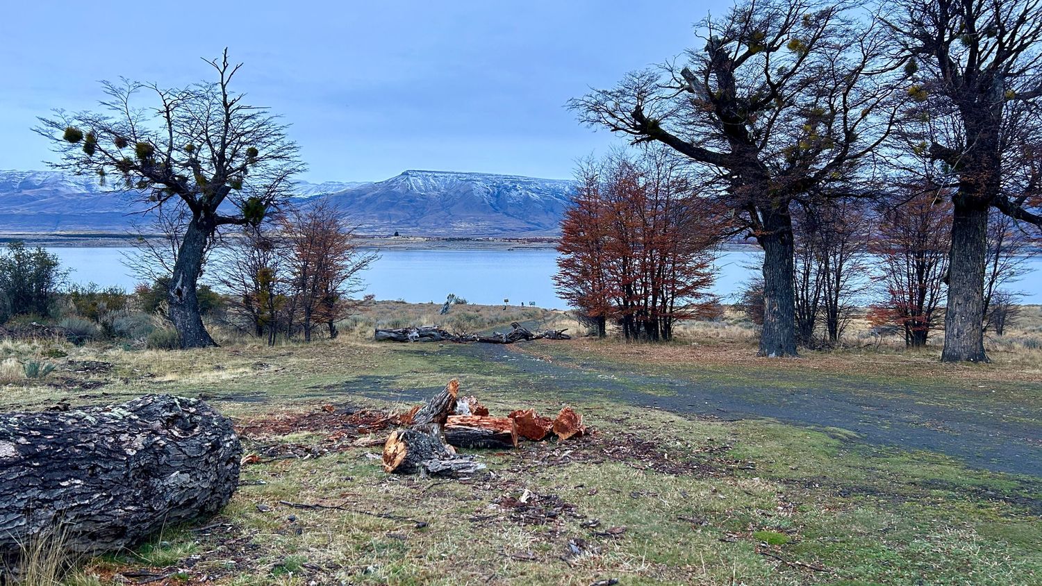 Barren trees dot a grassy coastal landscape with snow-capped mountains across the water.