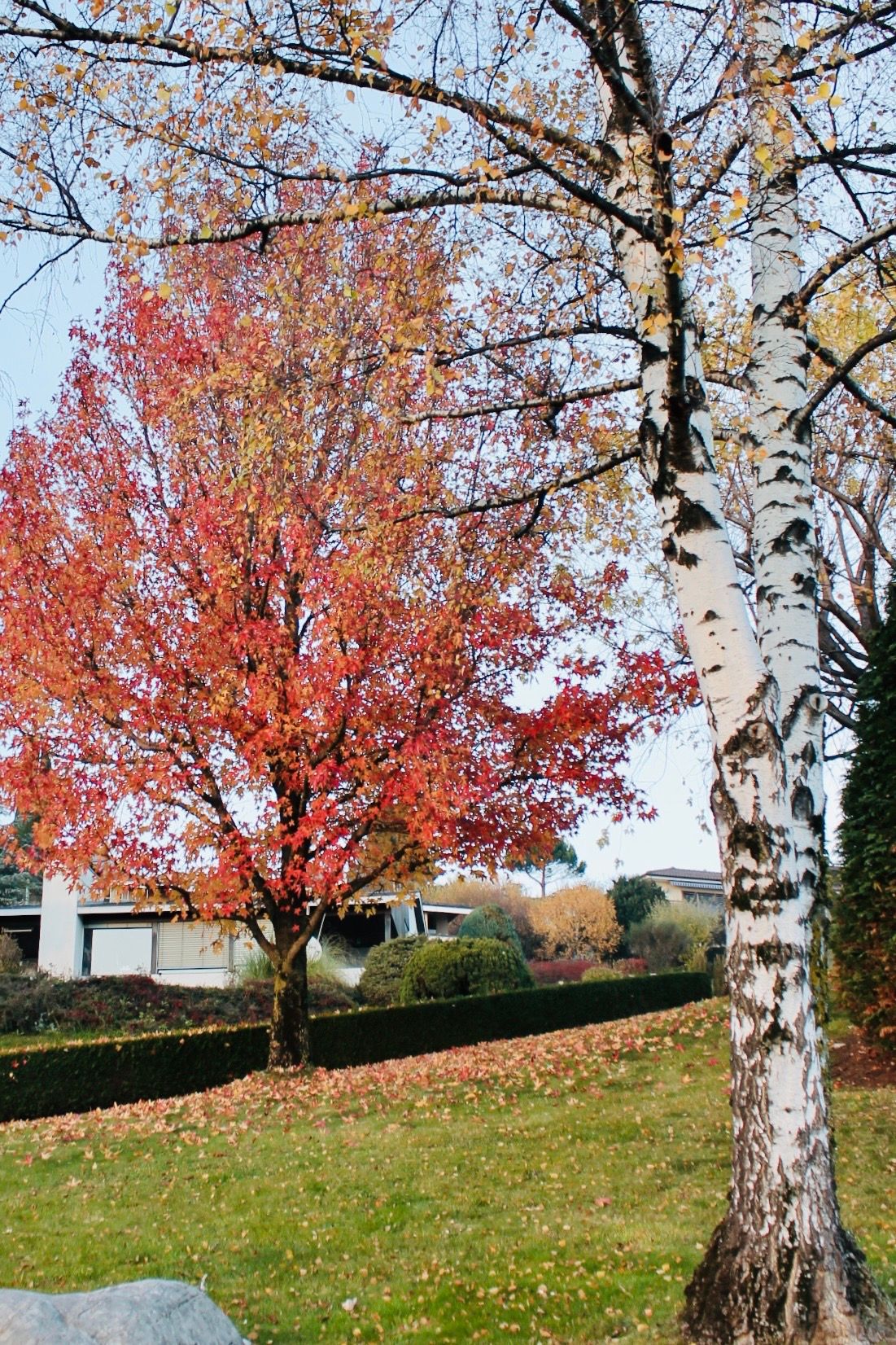 MAURICIO TERAN PHOTOGRAPHY / Follaje rojo vibrante en parque natural durante otoño, paisaje romántico naturaleza ideal arte fotográfico fine