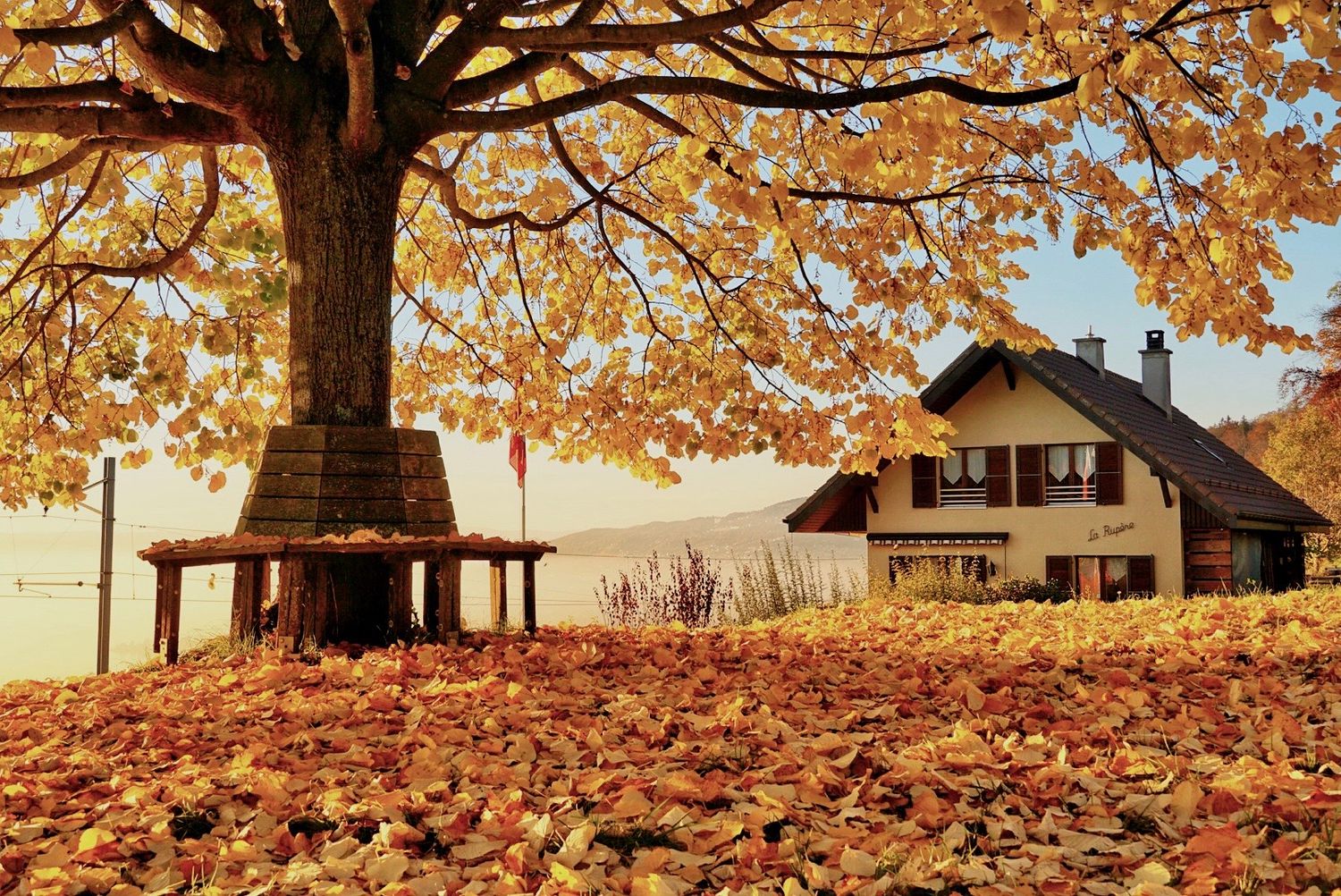 Otoño, una de nuestras últimas tardes en una montaña y en el regreso a casa este árbol apareció para recordarme para siempre esa tarde.