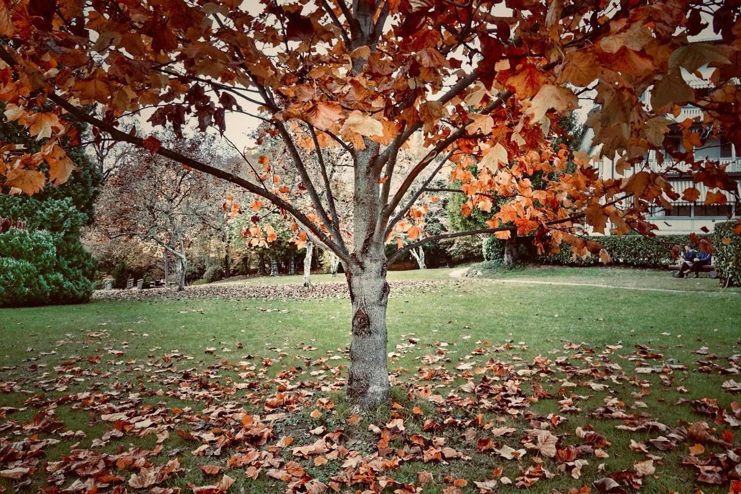 Autumn trees with vibrant orange and red leaves create a scenic panoramic view across a grassy landscape.