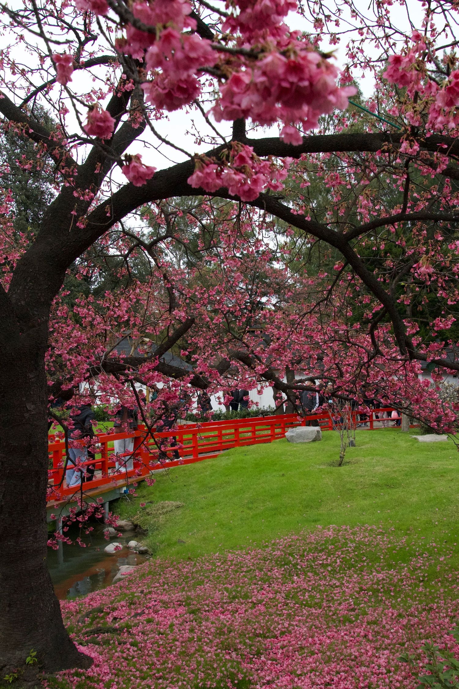 Cherry blossom trees in full bloom with pink petals scattered on green grass and red fence in background.