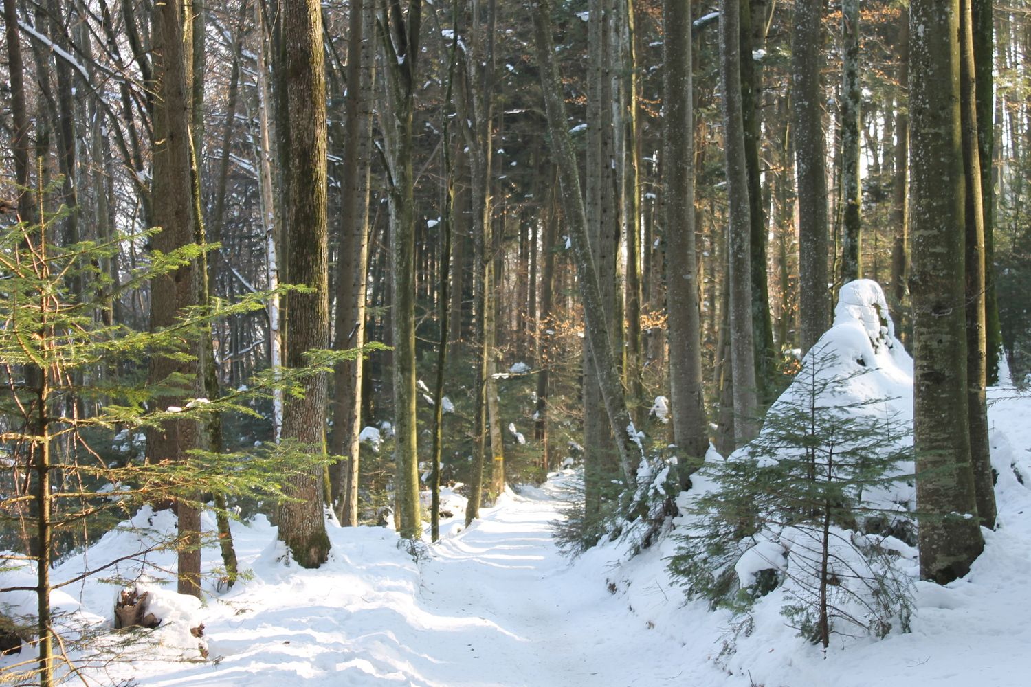 MAURICIO TERAN PHOTOGRAPHY / Camino cubierto de nieve entre árboles altos, paisaje invierno aventura naturaleza fotografía artística fine ar