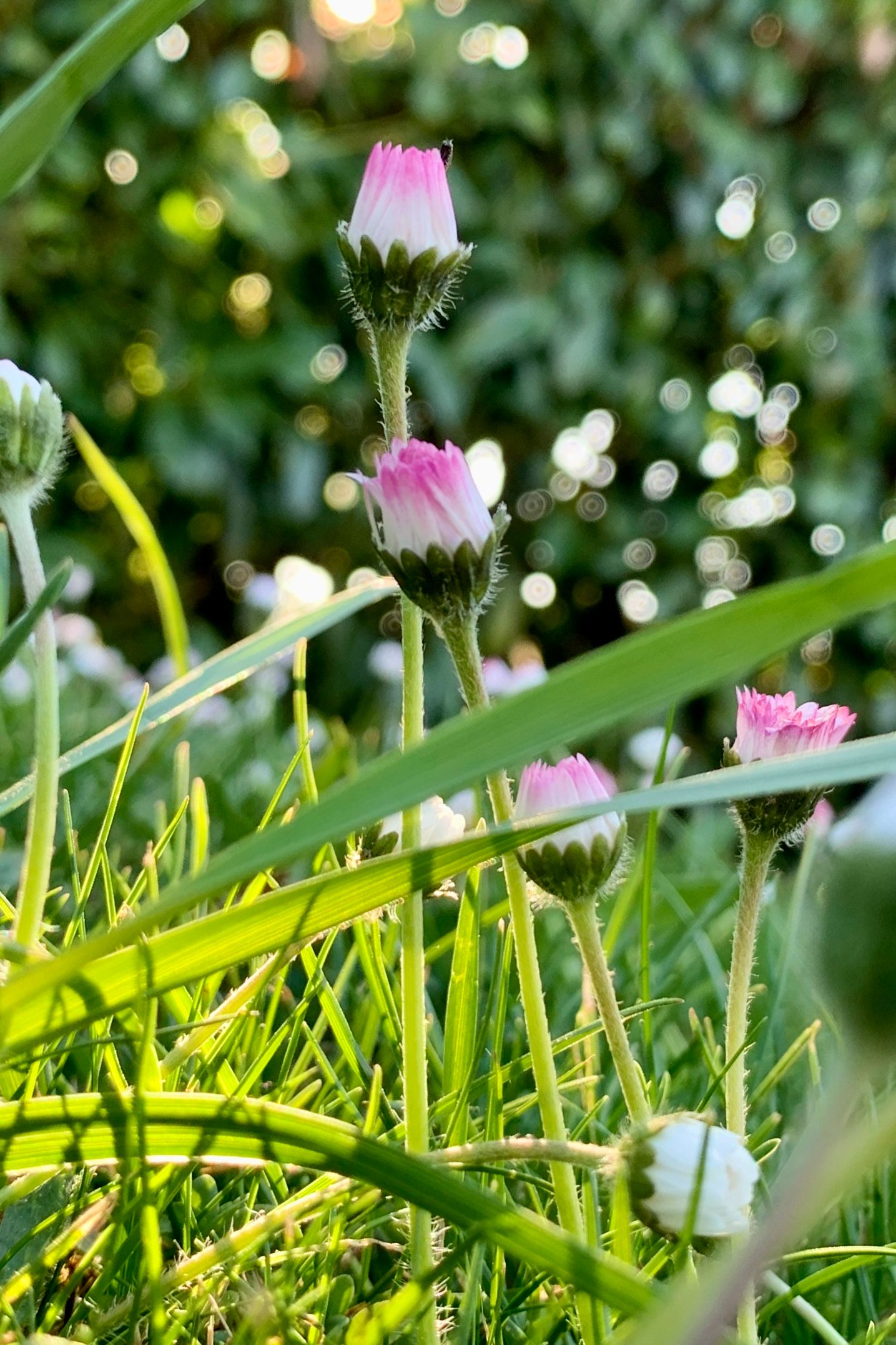 El mundo encerrado  y sabemos porque (2020), pero el jardín de casa ofrecía la oportunidad de admirar lo maravilloso del mundo en pequeño.