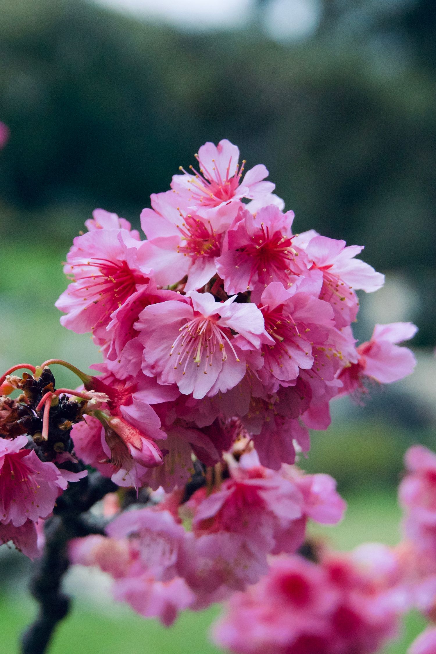 Vibrant pink cherry blossoms in full bloom with delicate petals clustered together against a blurred green background.