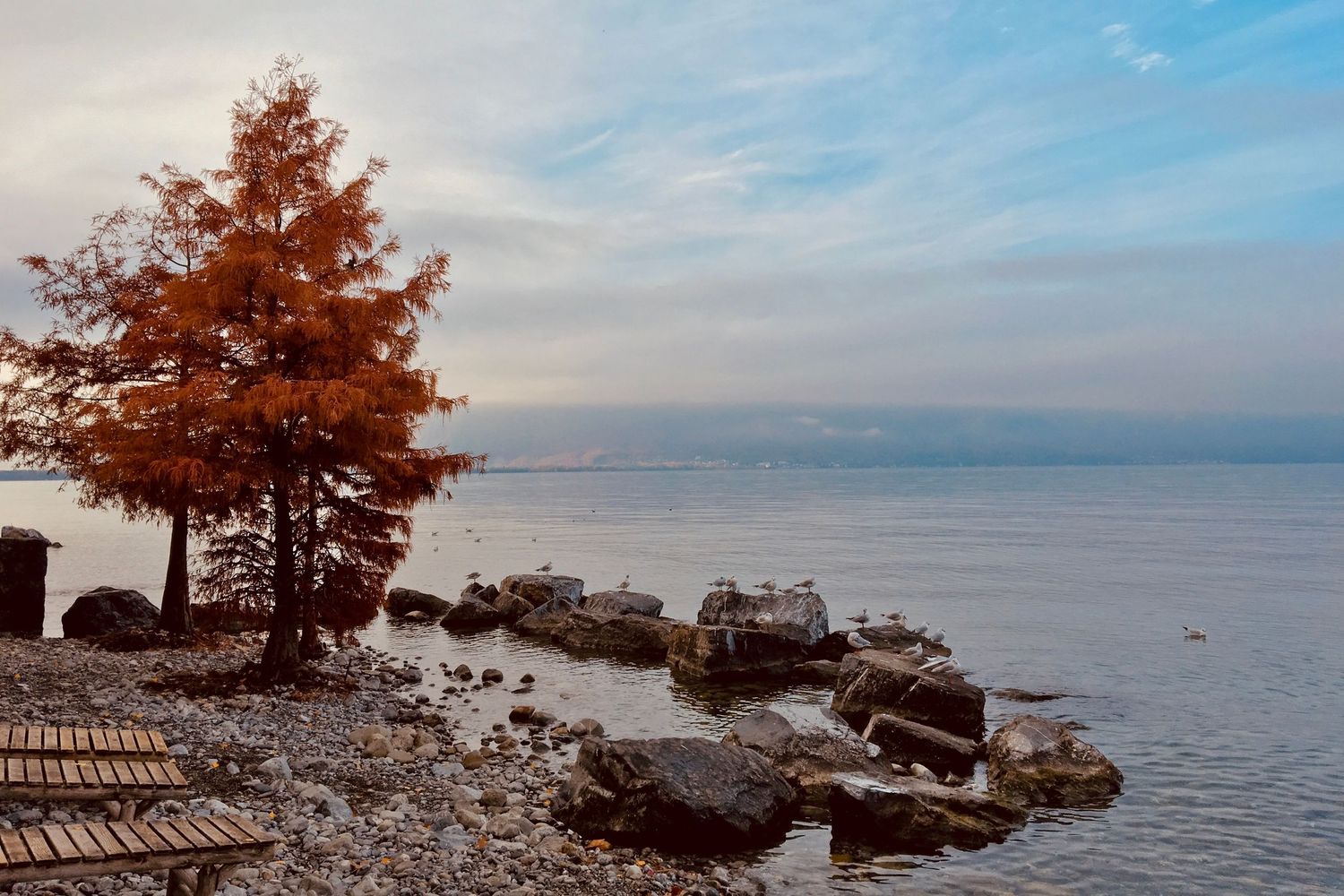 MAURICIO TERAN PHOTOGRAPHY / Paisaje sereno con árbol dorado frente a lago tranquilo y piedras, fotografía naturaleza fine art