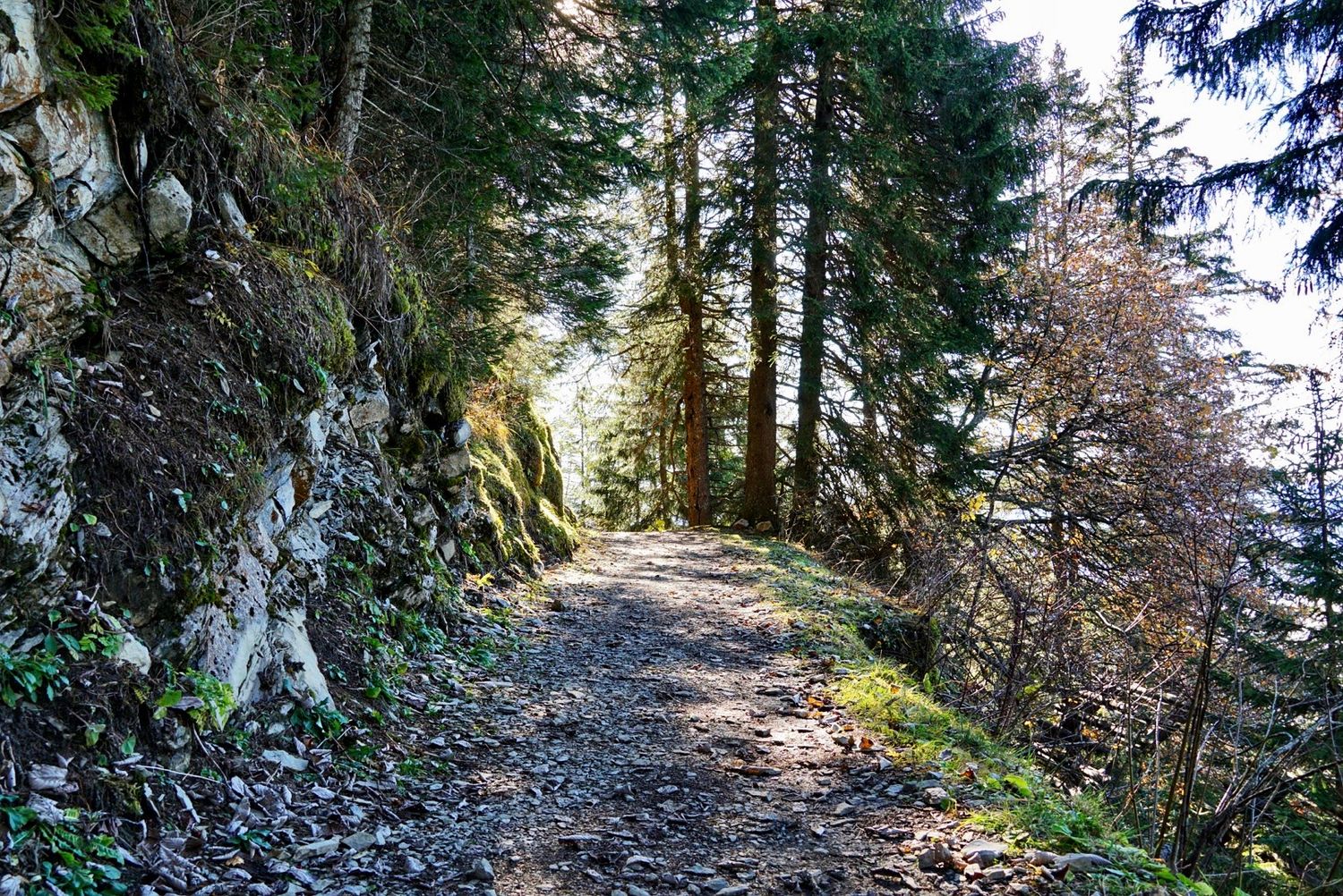 A winding dirt trail leads through a dense evergreen forest with sunlight filtering through the tree canopy.