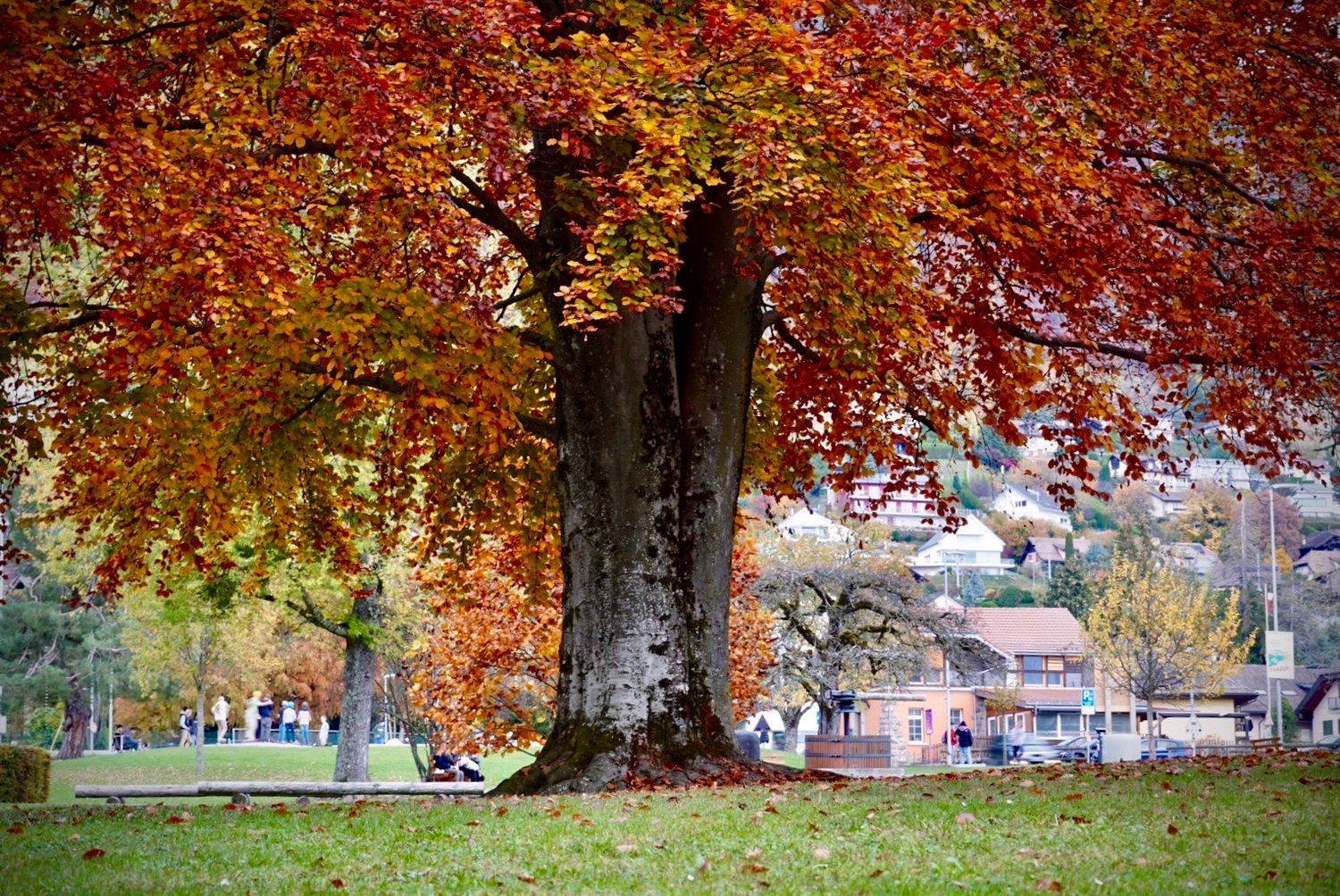 A large maple tree with vibrant red autumn foliage stands in a park with buildings visible in the background.