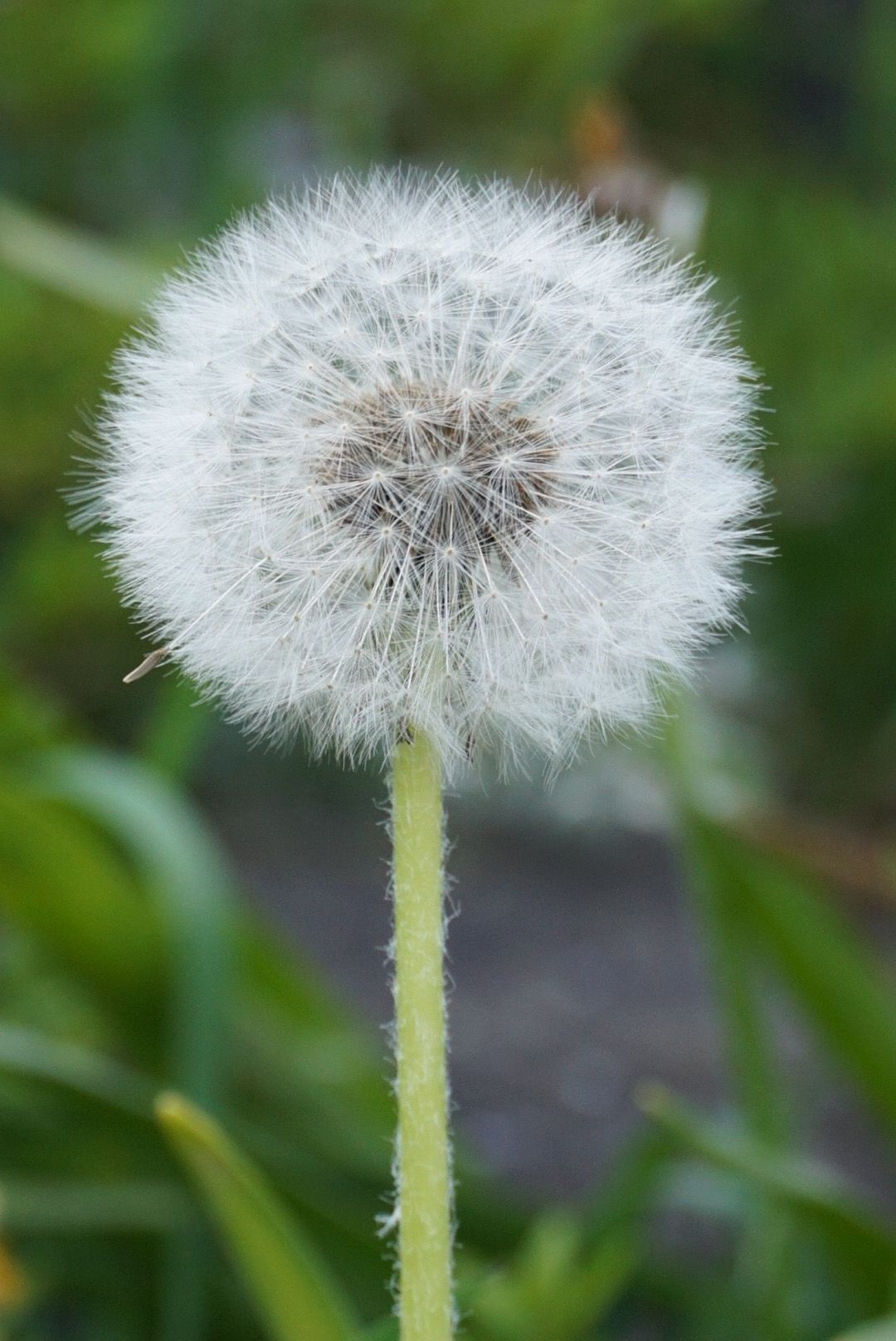 Close-up macro shots of dandelion seed heads with delicate white fluffy seeds against a blurred green background.
