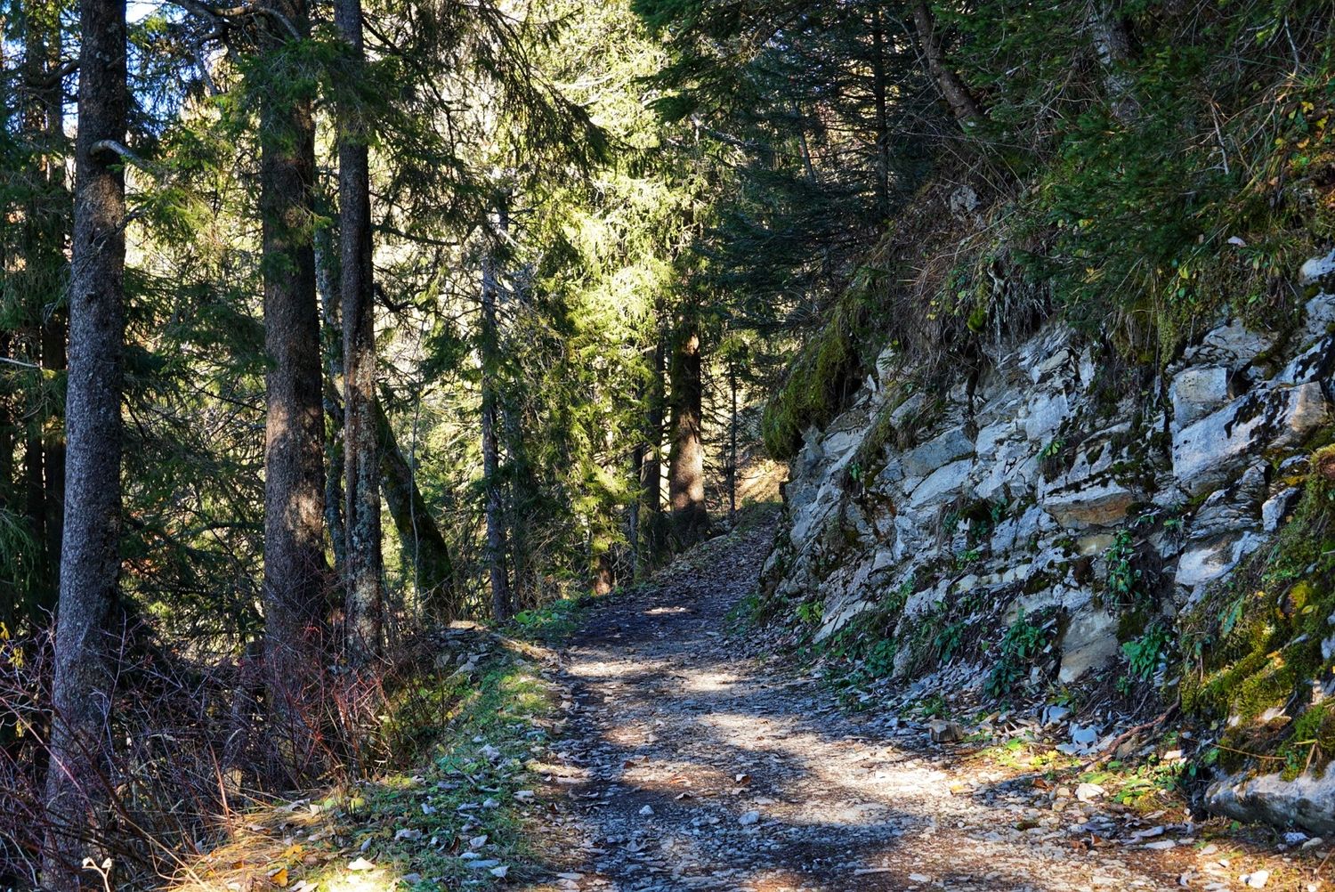 A scenic forest trail winds through tall evergreen trees with dappled sunlight filtering through the canopy.