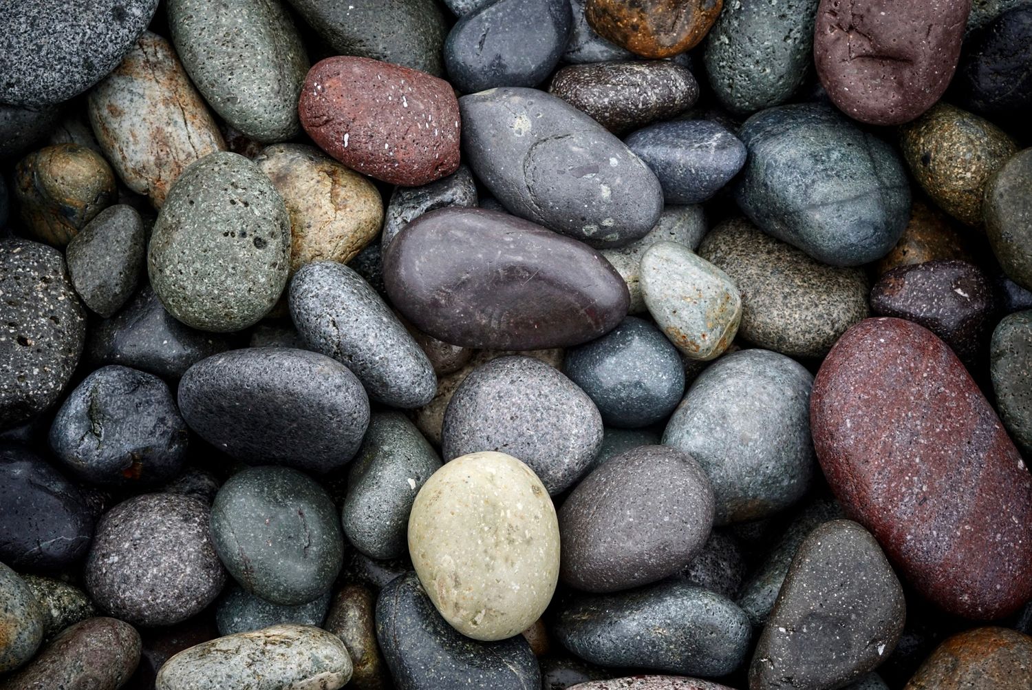 Smooth river rocks in various shades of gray, brown, and red create a natural textured background pattern.