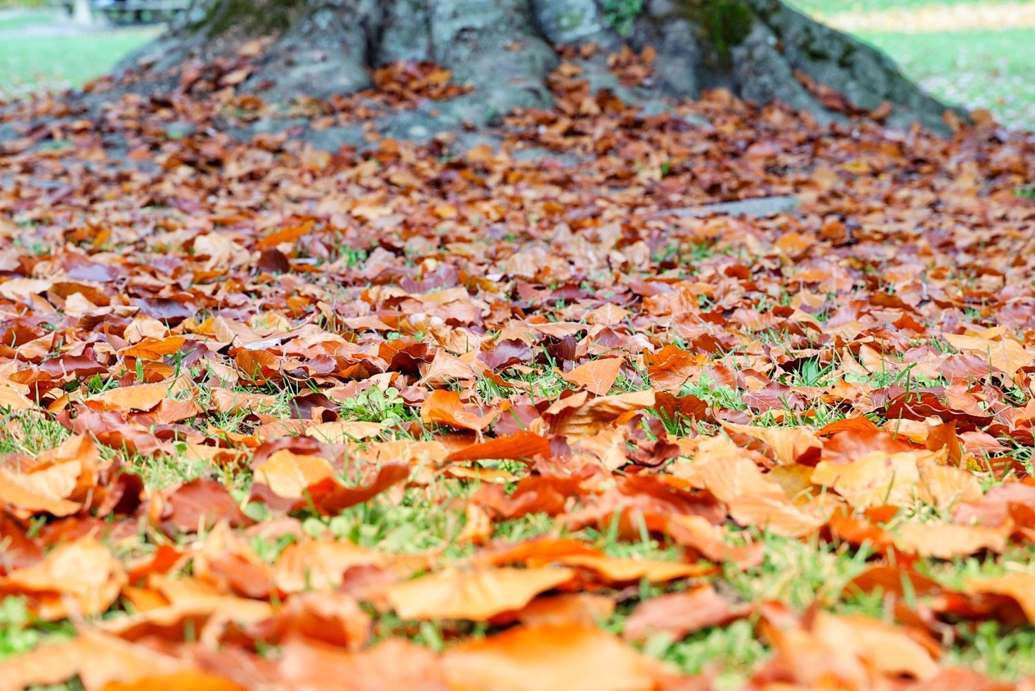 Carpet of fallen autumn leaves covering the ground in shades of orange and brown with hints of green grass peeking through.