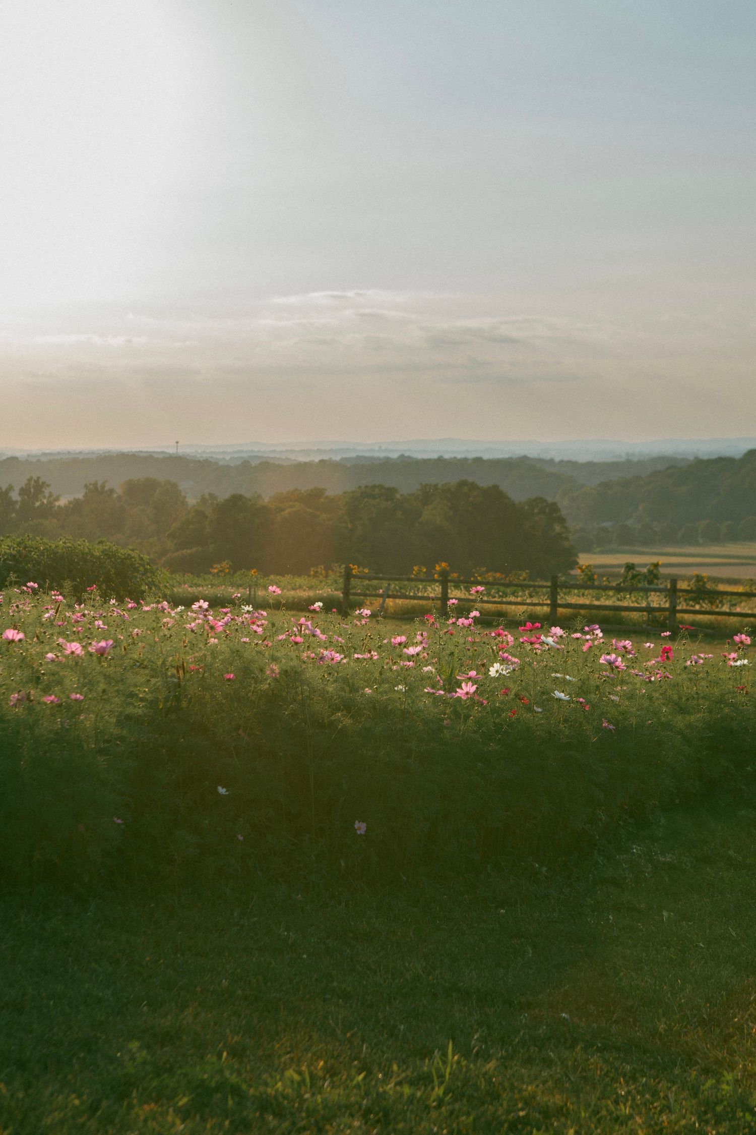 Serene landscape photo of Wildflower Lookout with blooming pink wildflowers, rolling hills, and a wooden fence bathed in golden sunlight