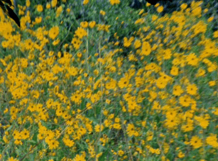 A vibrant field of yellow wildflowers blooming against a soft green background in a natural meadow setting.