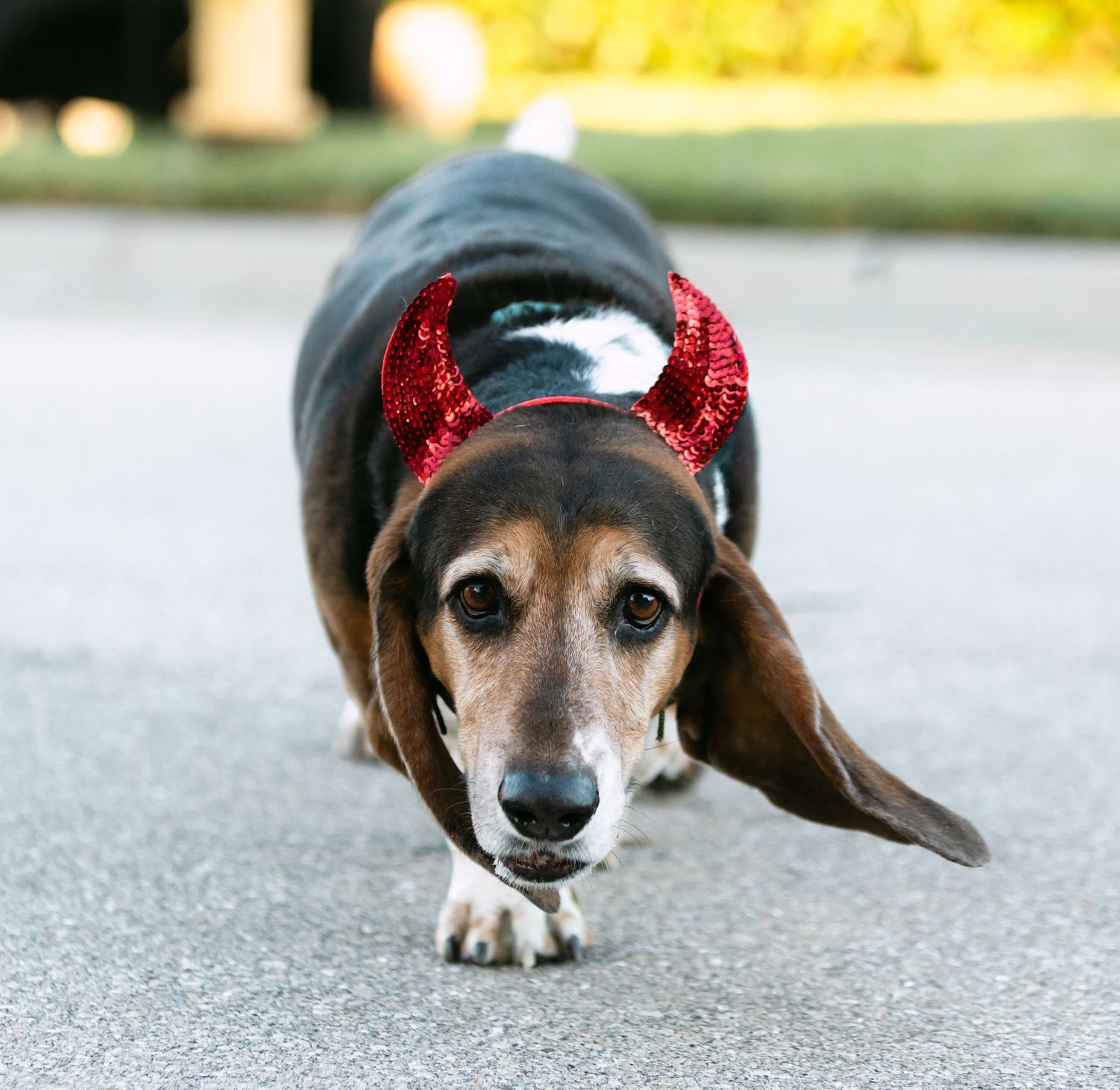 A dachshund wearing red devil horns lies on pavement in a playful Halloween costume.