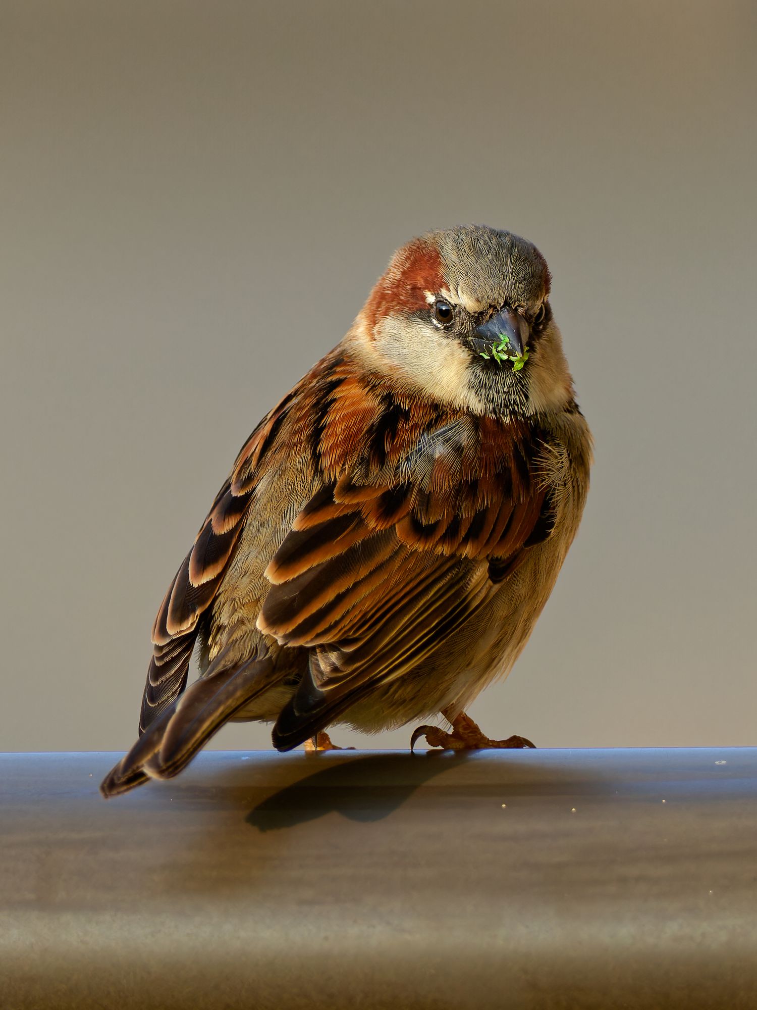 A sparrow perched against a neutral brown background