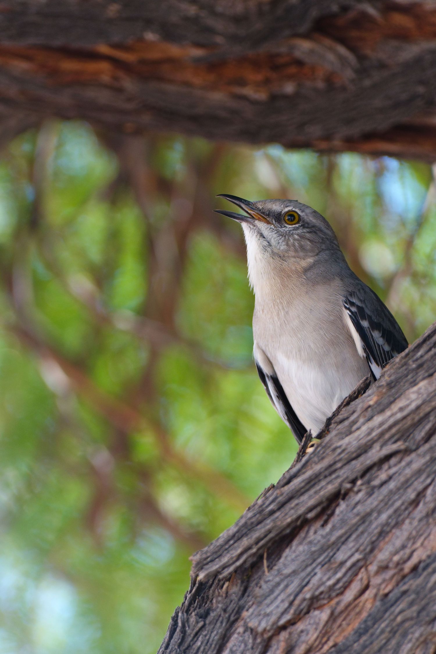 A Northern Mockingbird perched on weathered tree bark