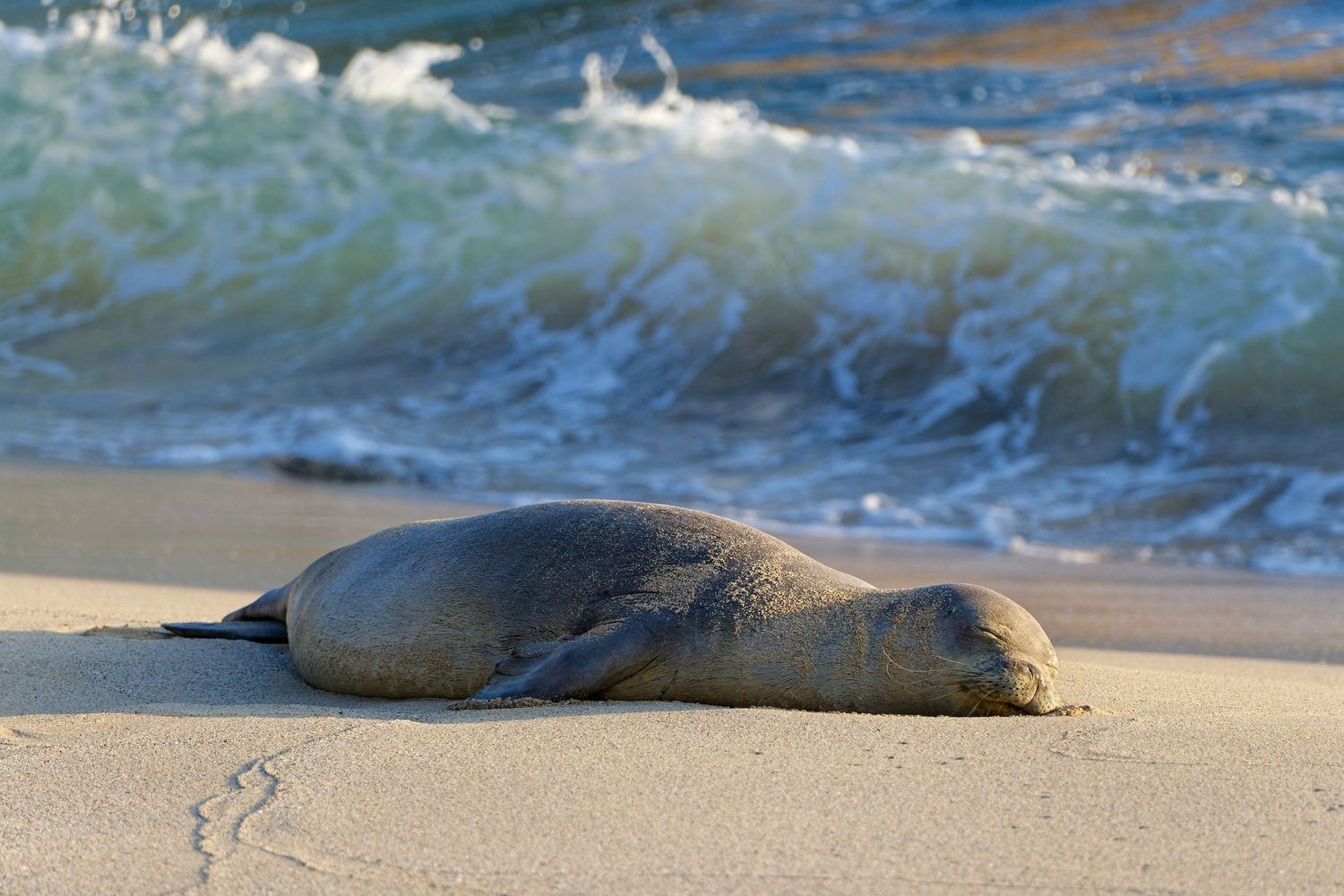 Seal resting peacefully on sandy beach with ocean waves in background.