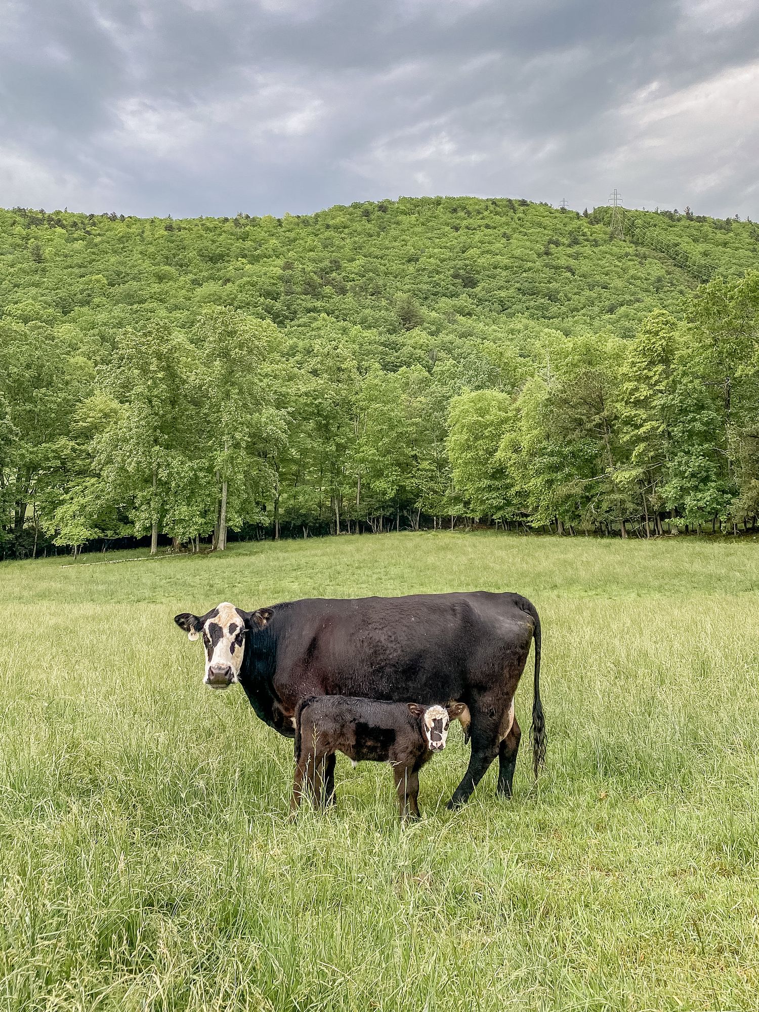 A black cow and her calf stand together in a lush green pasture with forested hills in the background under cloudy skies.