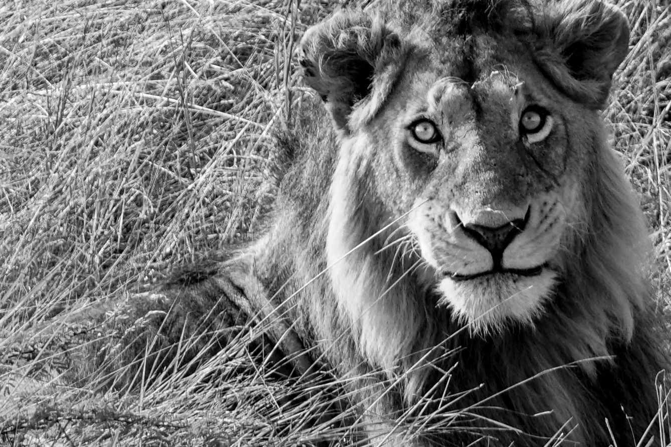A close up shot of a lion lying in the grass in Masai Mara, Kenya. On location for a destination safari elopement.