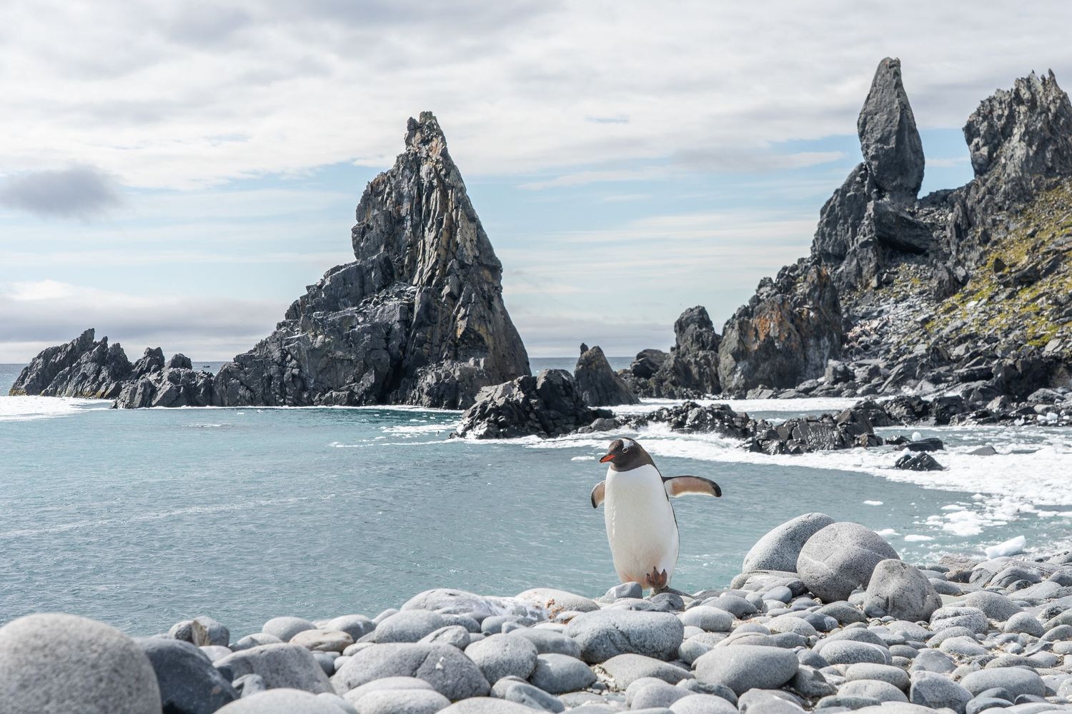 A penguin waddles up from the beach in Antarctica in front of the jagged mountains. This would be a great destination for an elopement.