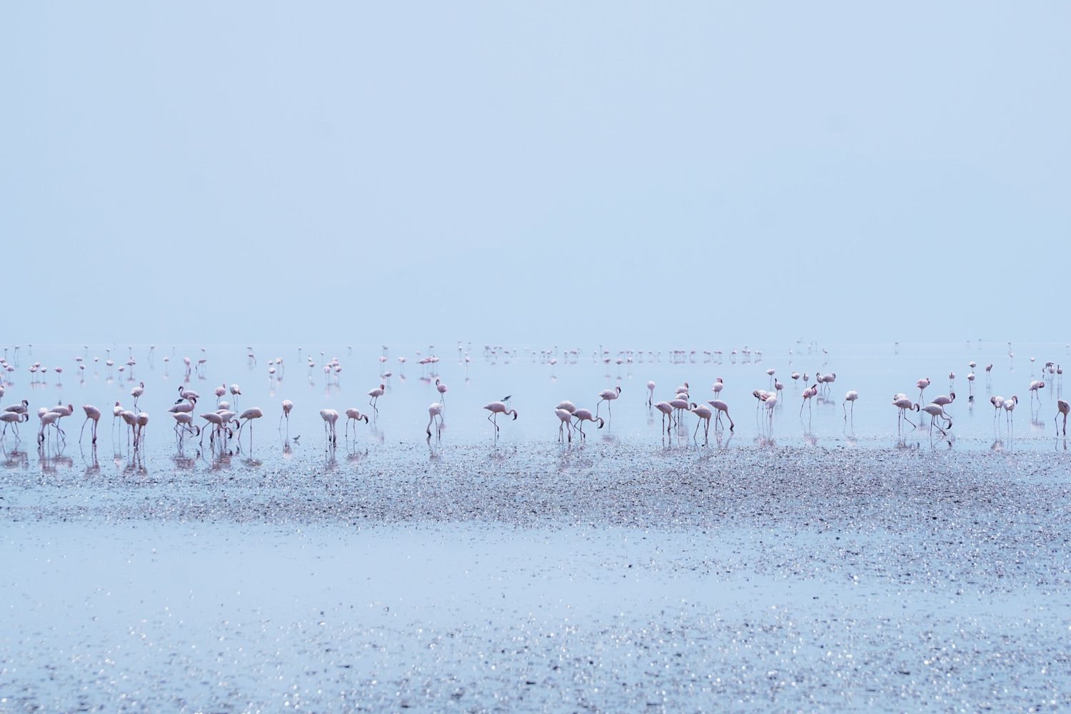 Flamingos on Lake Natron, Tanzania elopement destination