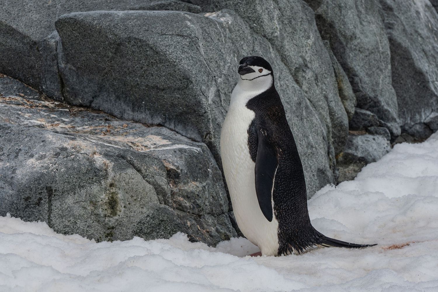 A penguin in Antarctica. They make the best elopement and intimate wedding guests!