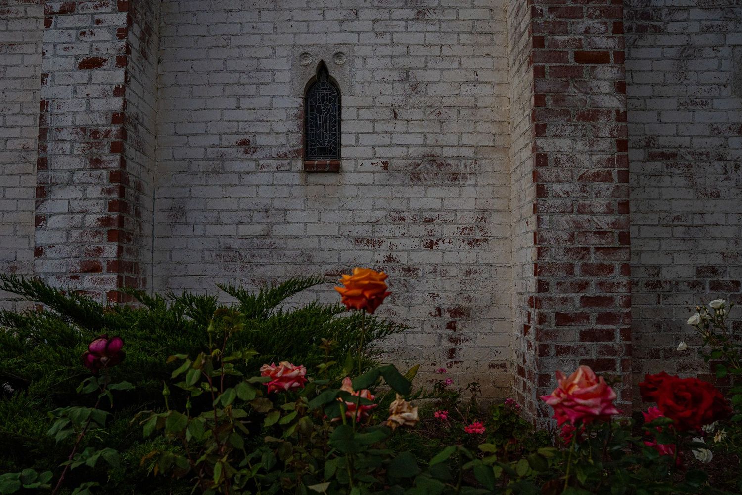 Roses bloom in front of old Church building in Palos Verdes.