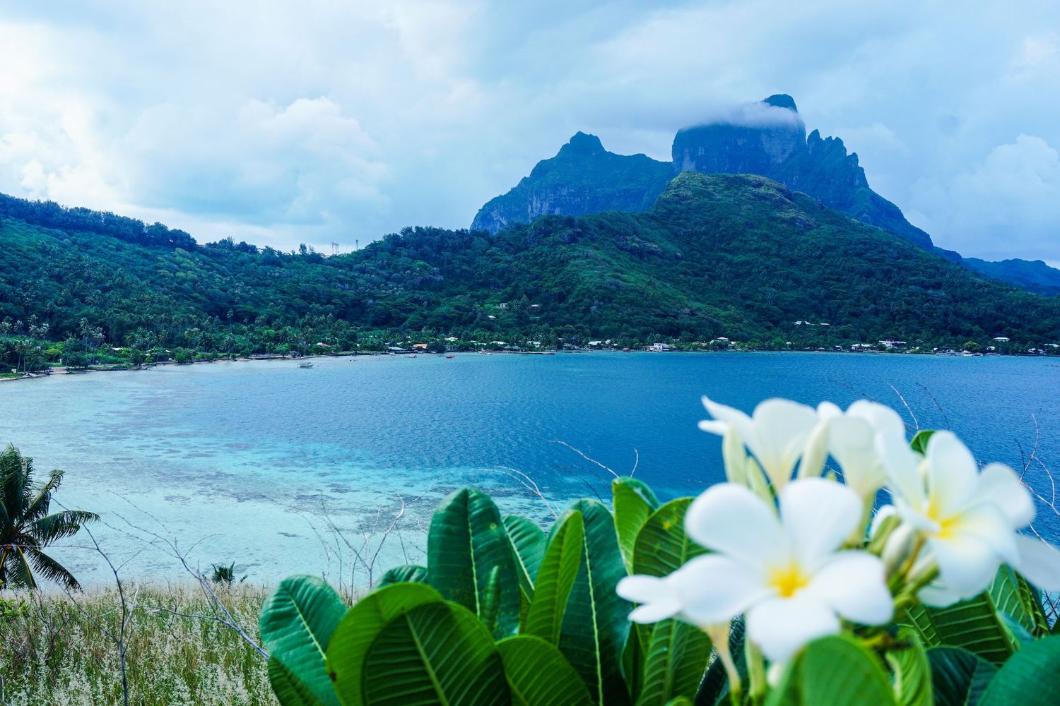 Beautiful white flowers bloom in the foreground over a crystal clear lagoon with the silhouette of Moorea behind it.