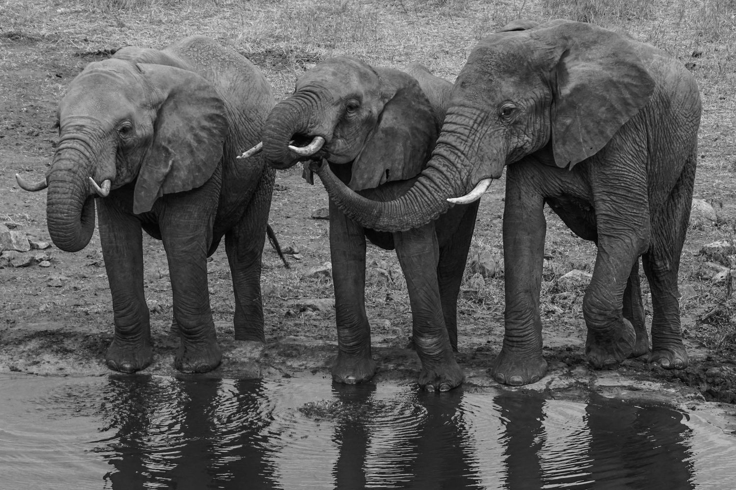 Elephants in Luwo National Park, Kenya. Safari elopement idea.