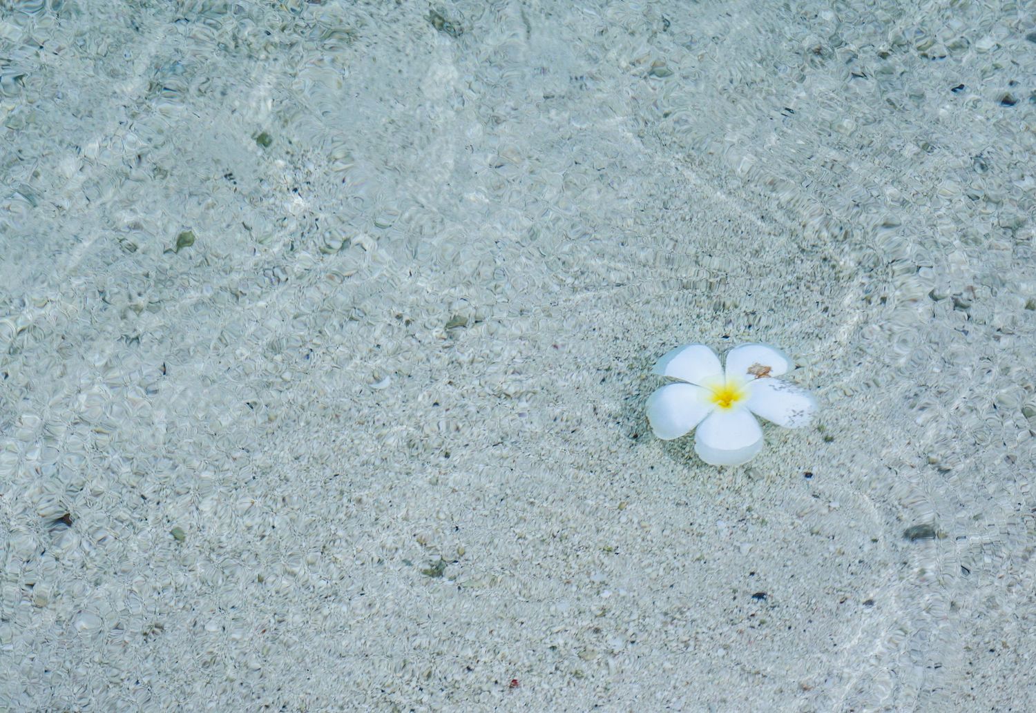 Beatiful crystal clear ocean water in Bora Bora, French Polynesia, with floating flower.