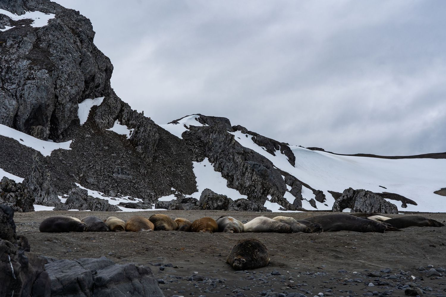 Sea lions lounging in Antarctica.
