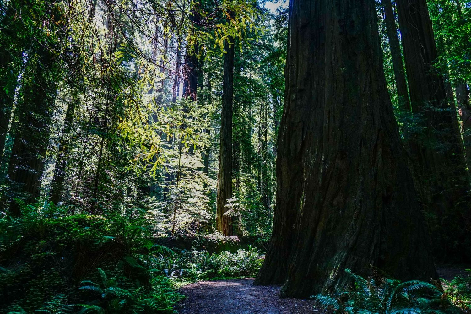 Redwoods tower above the forest floor in Big Sur, CA.