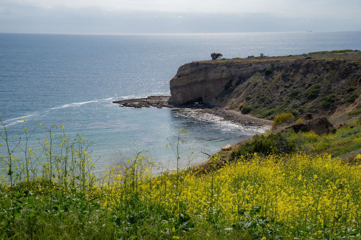 Yellow flowers grow on a cliff over the Pacific Ocean in Palos Verdes.