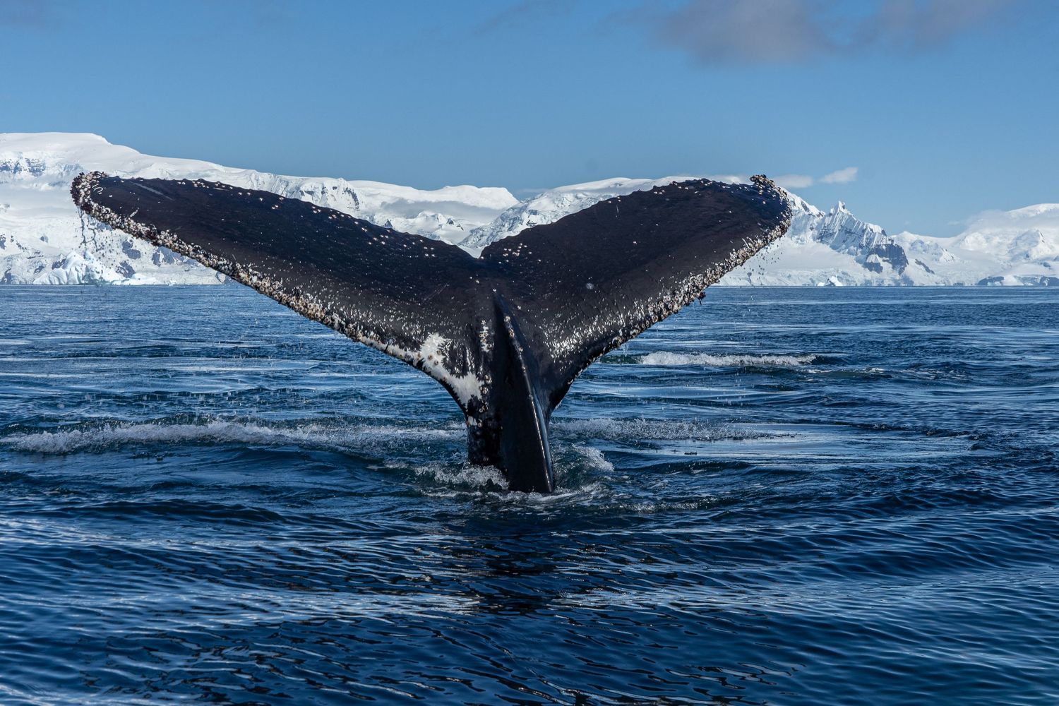 Whale fluking in Antarctica surrounded by icebergs.