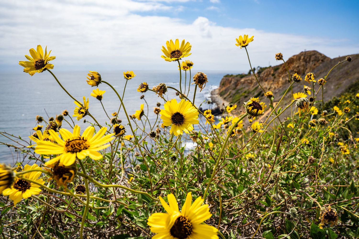 Beautiful California wild flowers wave in the foreground. The cliffs of Palos Verdes are behind over the Pacific Ocean.