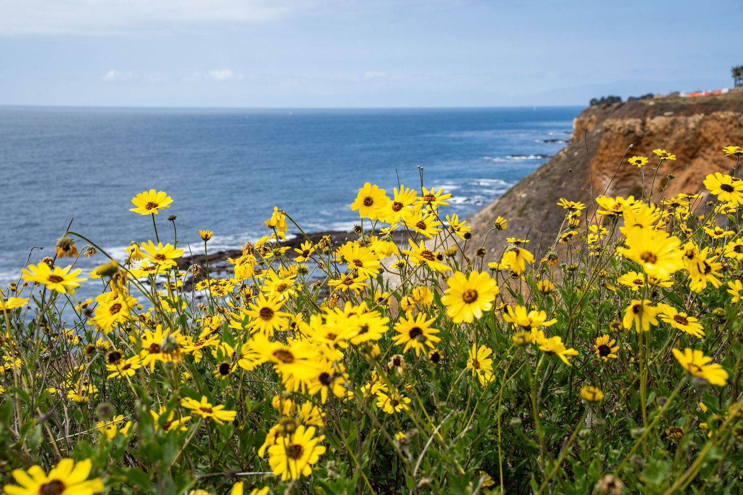 Beautiful California wild flowers sway along the cliffs of Palos Verdes over the ocean on a beautiful sunny day.