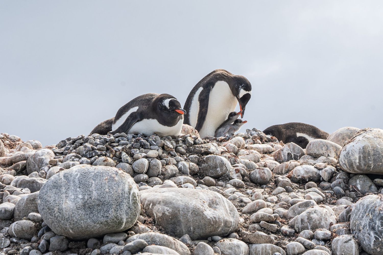 Penguins feed their babies in Antarctica. A unique idea for an elopement destination.