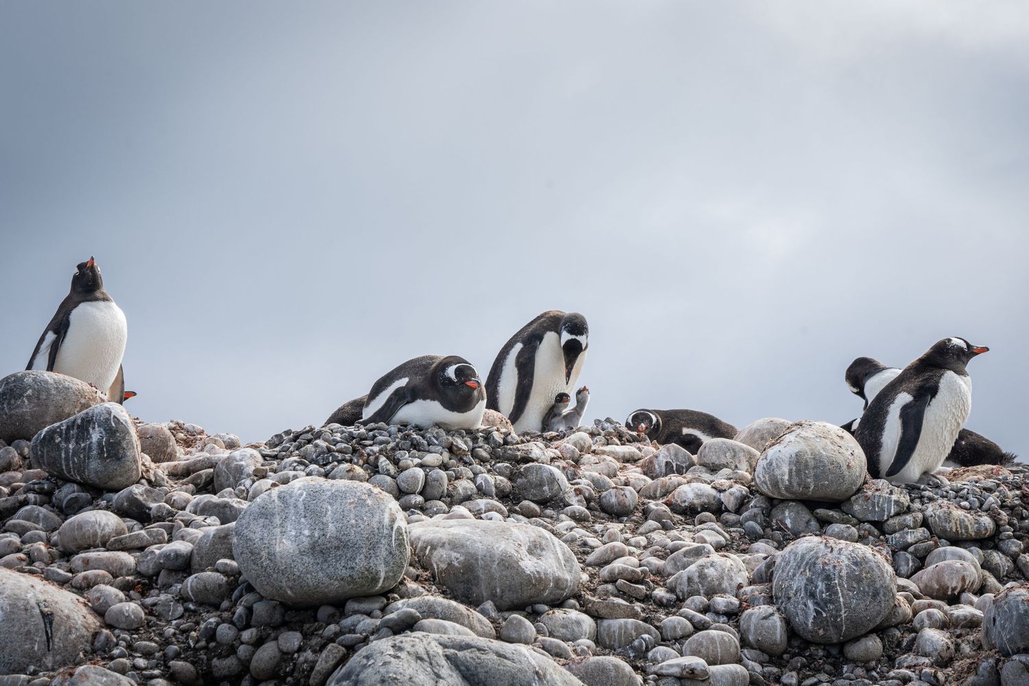 Penguins feed their babies in Antarctica. They make the best wedding guests for your elopement!
