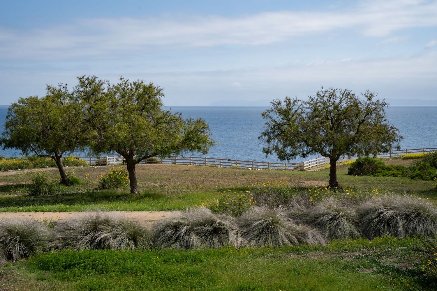 Trees grow on a cliff over the ocean. It is a beautiful clear day with blue skies. The Pacific Ocean is calm.