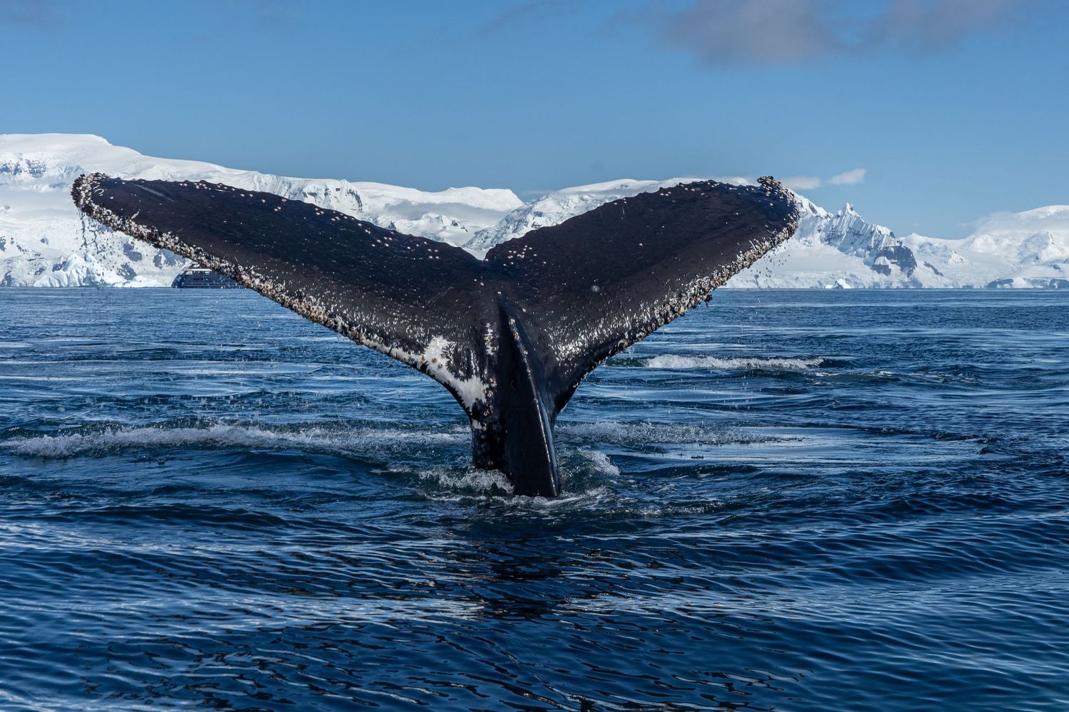 Antarctica, whale breaching in front of glaciers and snowy mountains. Unique elopement idea.