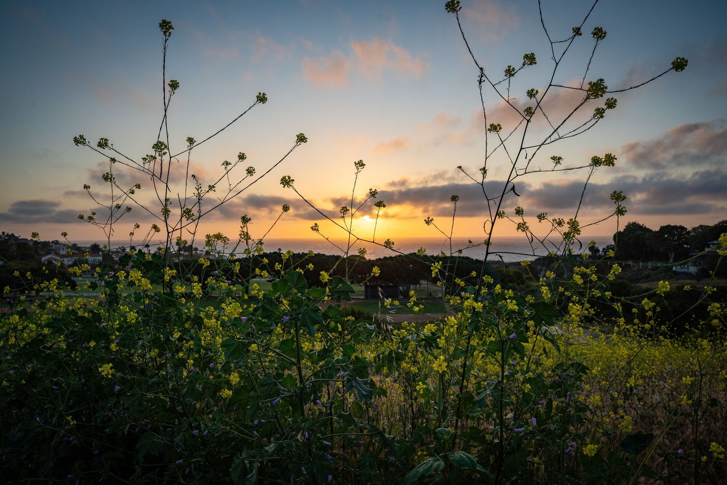 California wild flowers sway in the foreground as the sun sets over the Pacific ocean in Palos Verdes.