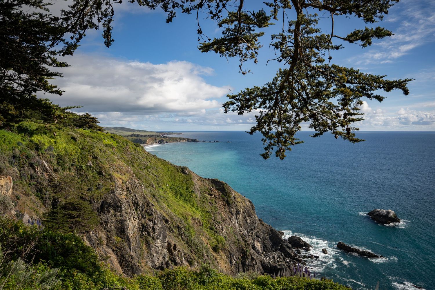 A view of the coastline from beneath the trees at Ragged Point in Big Sur, CA.