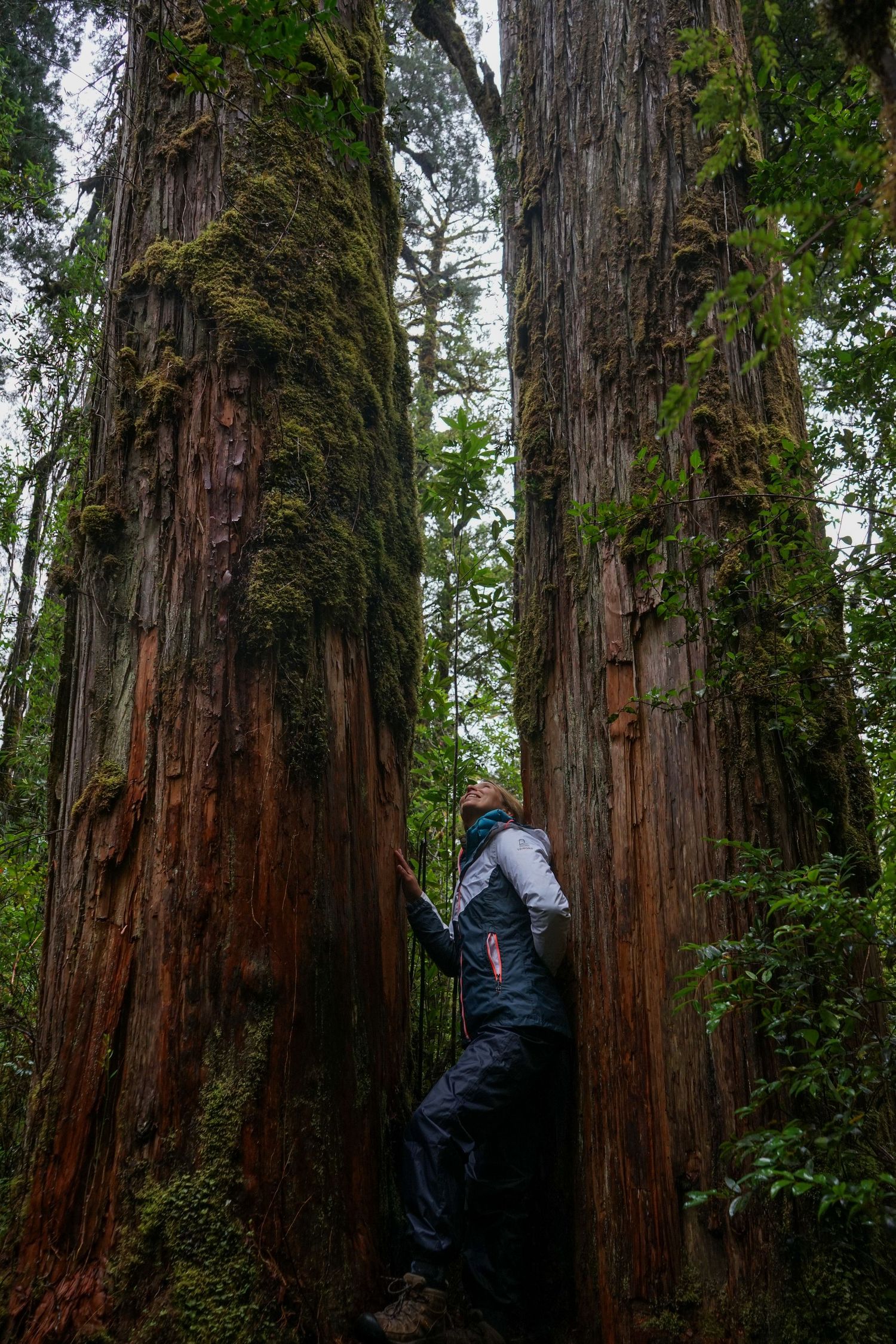 A girl stands between two giant Alerce trees in Patagonia, Chile on the Carretera Austral.