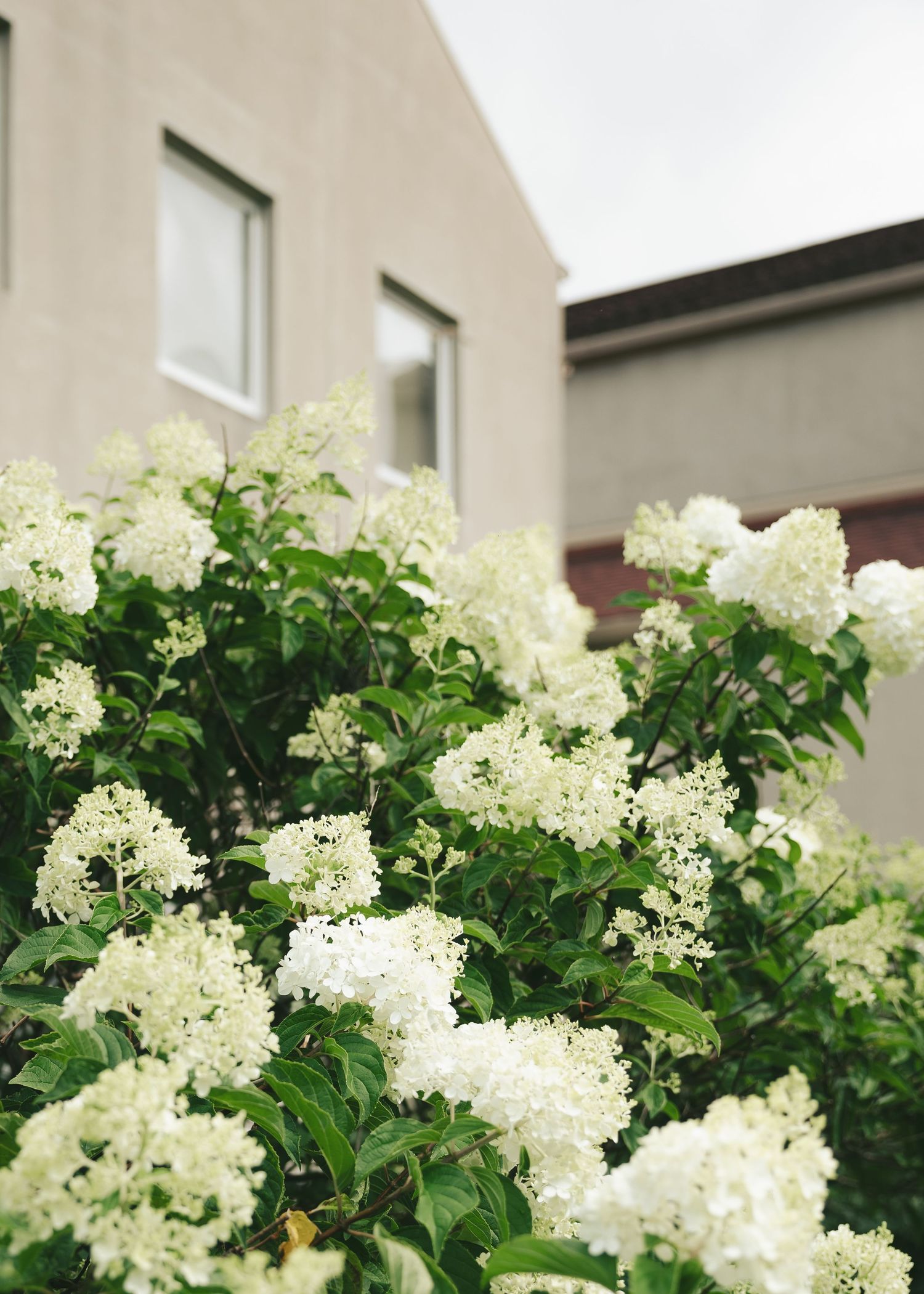 White hydrangea bush in full bloom growing beside a modern building with large windows.