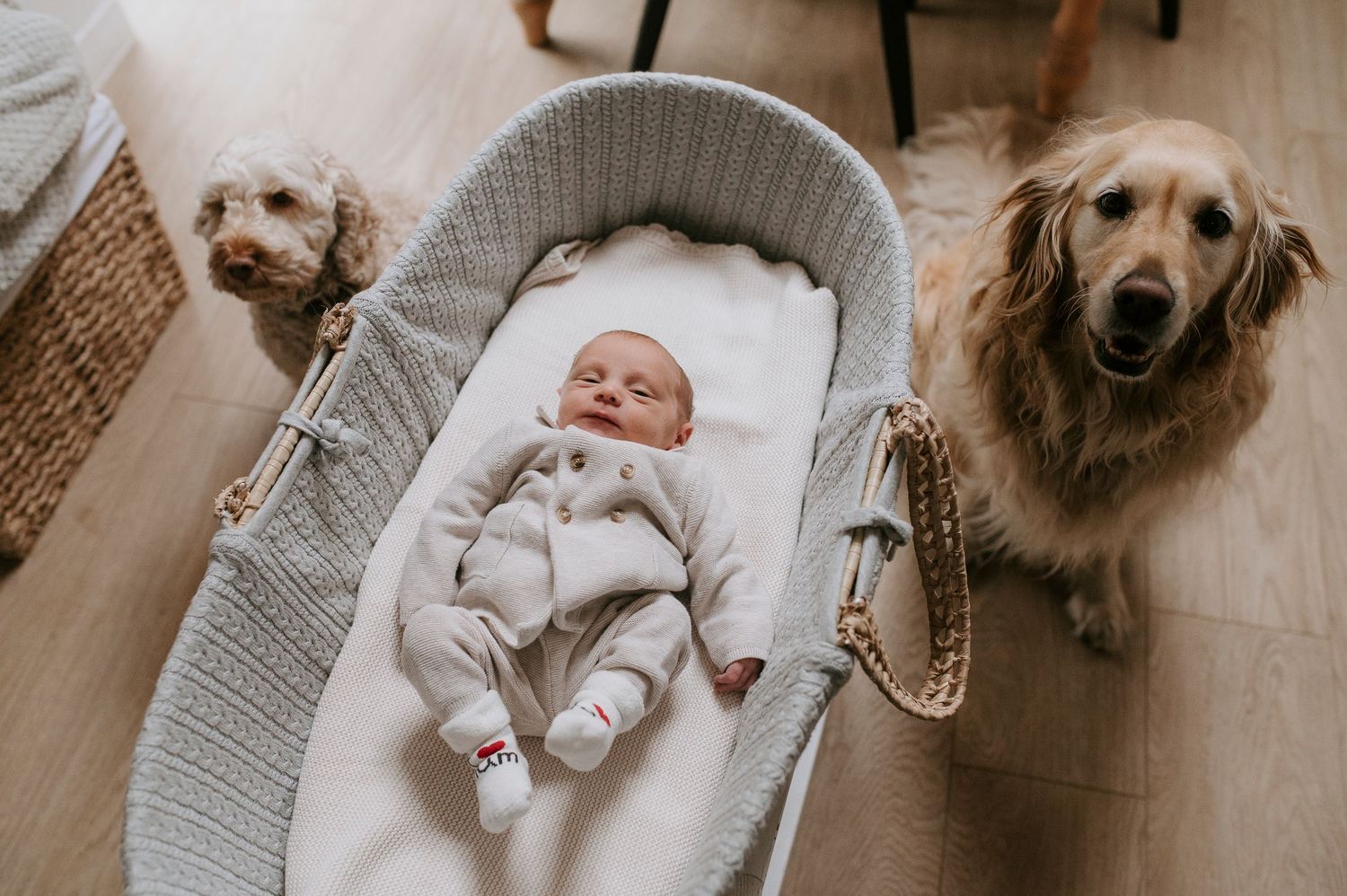 A collection of photos showing a small dog and baby laying together on a gray blanket.