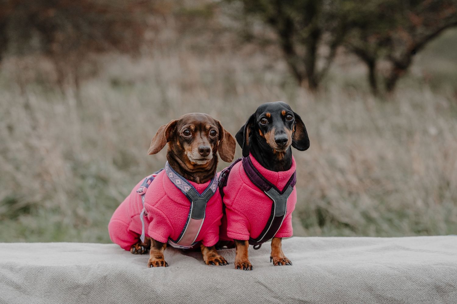 Two dachshund dogs wearing matching pink winter coats sit together on a concrete path outdoors.